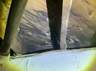 Mold on basement subfloor found during a home inspection in Youngstown.