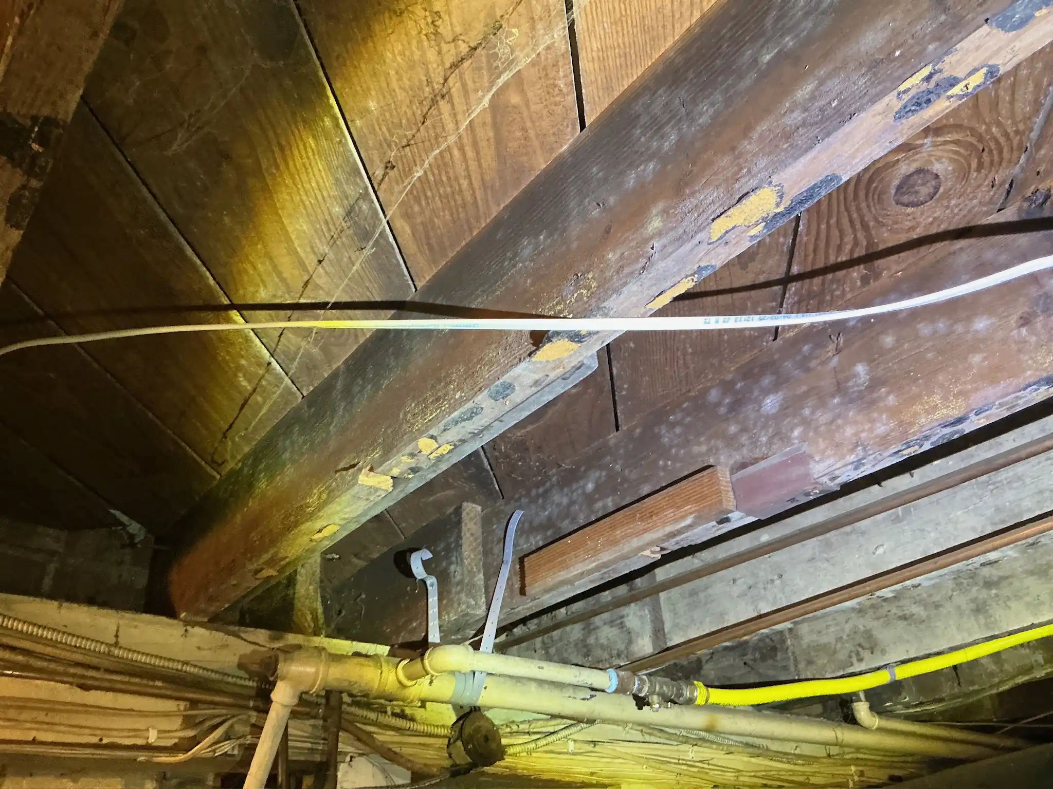 Mold inspection in Alliance.