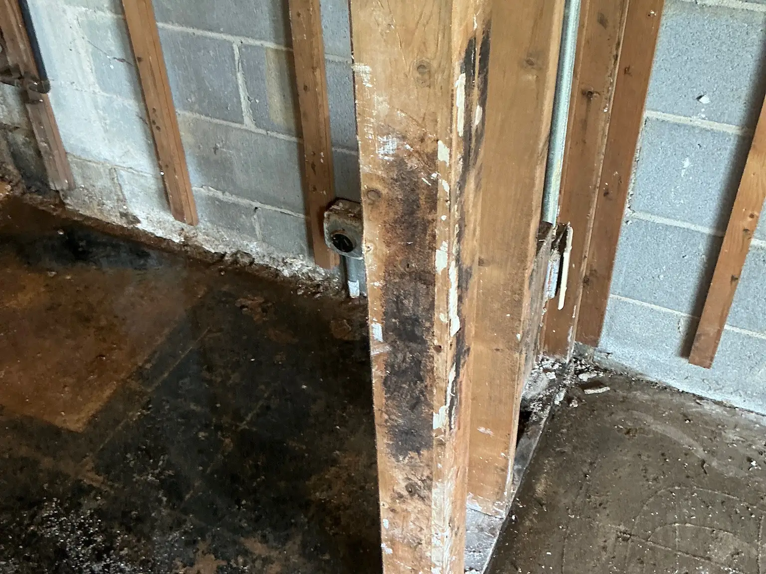 Mold found during a home inspection in Aurora.