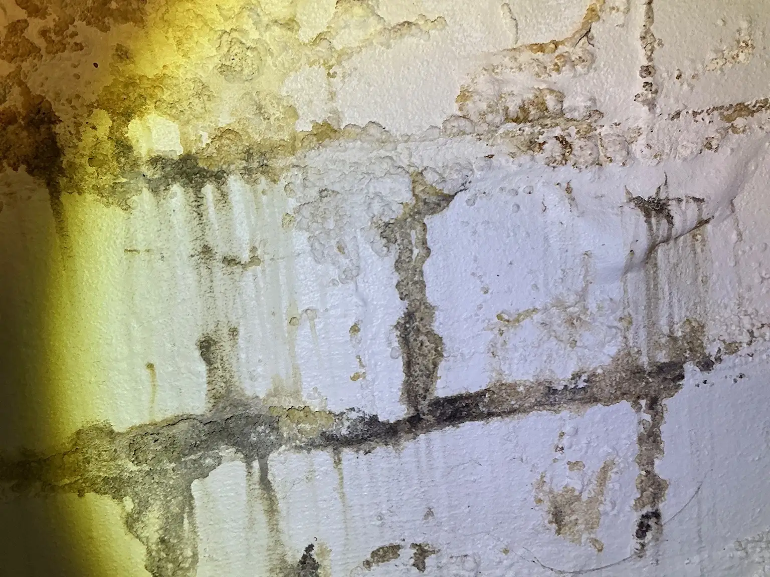 Mold found on a surface during an inspection in Austintown.