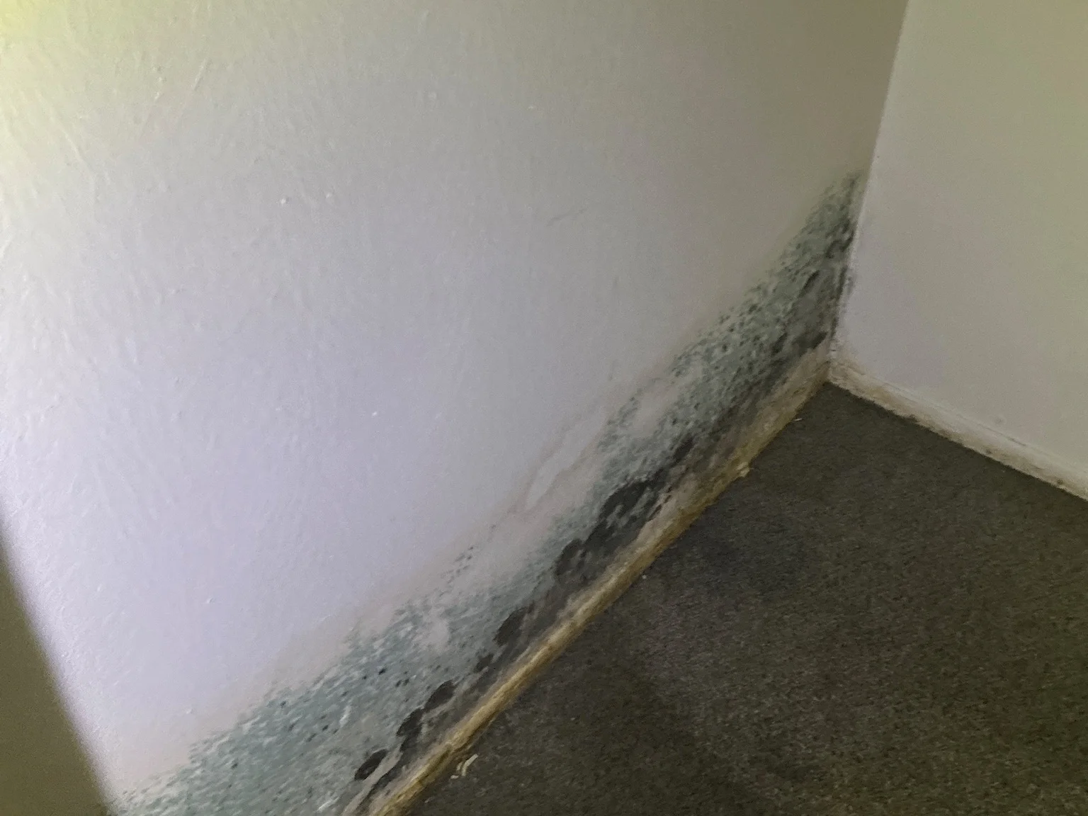 Mold found during a commercial mold inspection in Barberton.