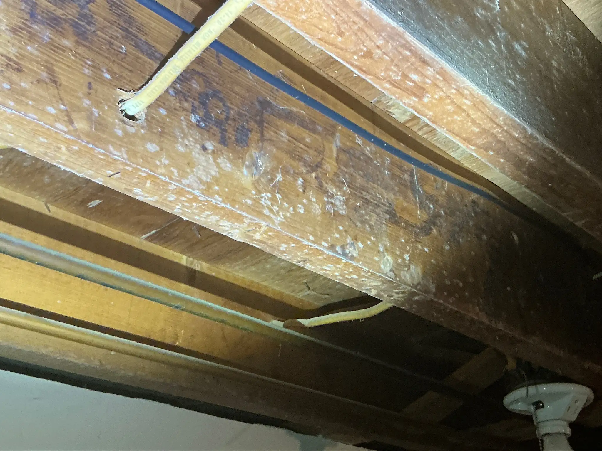 Our mold inspector found this surface mold in Bay Village.