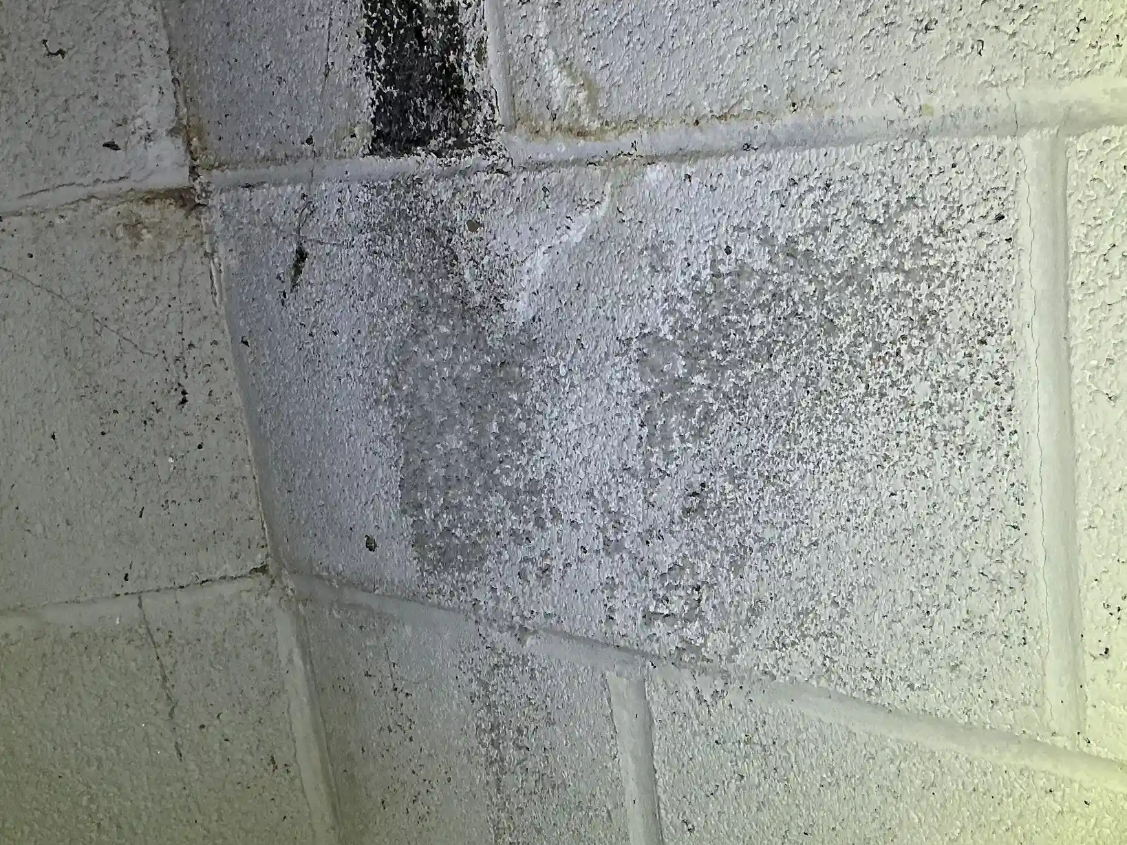 Mold found during a commercial mold inspection in Bay Village.