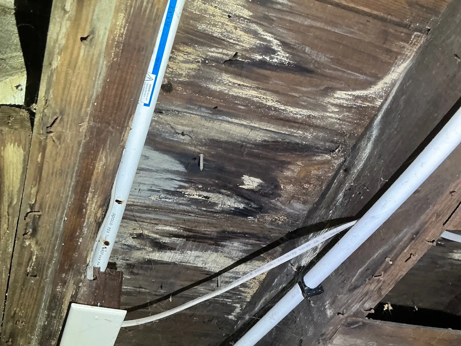 Look at what our mold inspector found in Beachwood..
