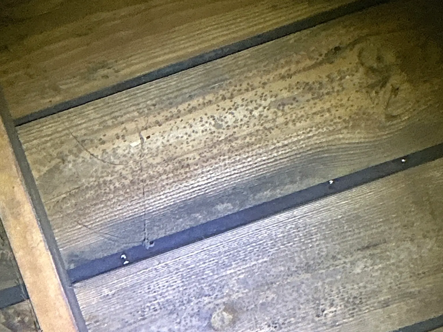 Look at what our mold inspector found in Bedford Heights..