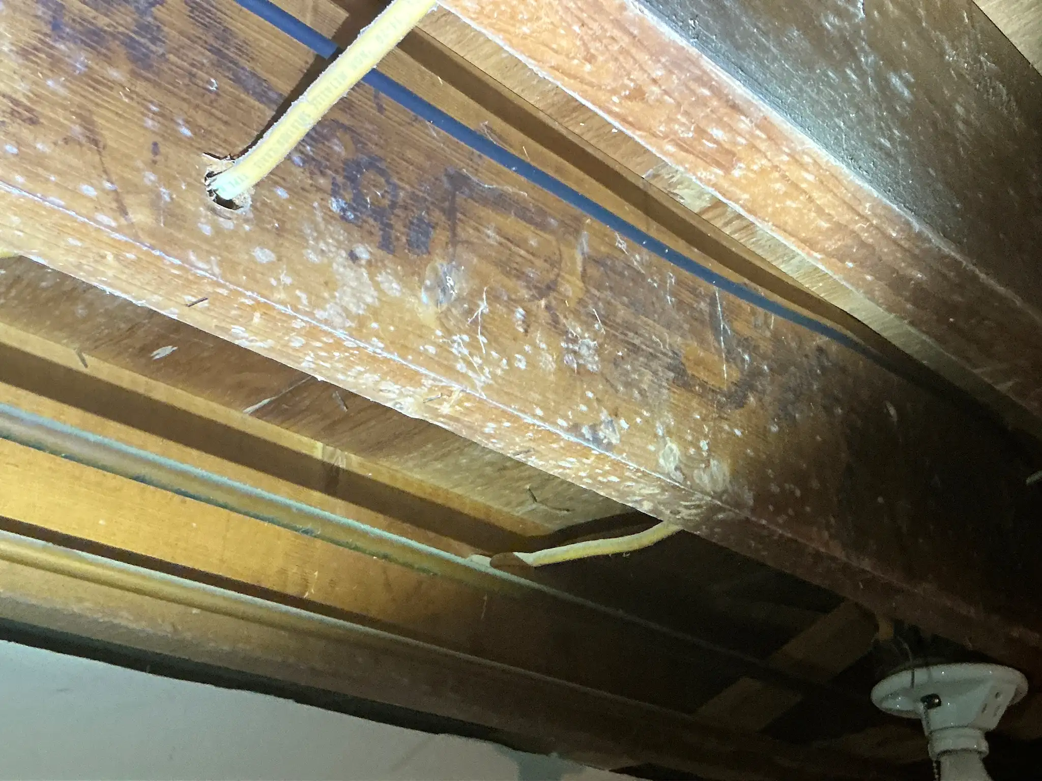 Our mold inspector found this surface mold in Bedford Heights.