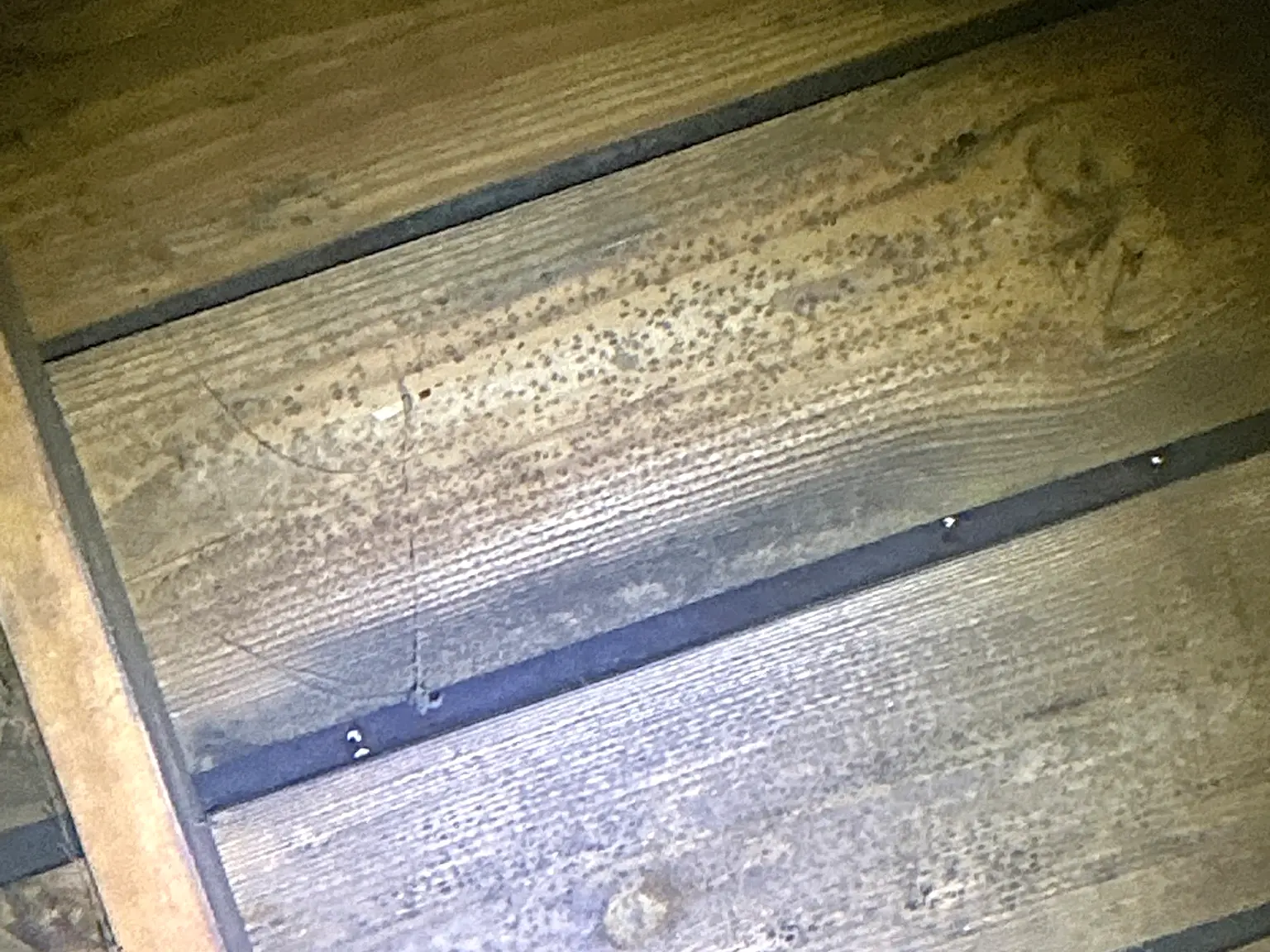 Mold found on a surface during an inspection in Berea.