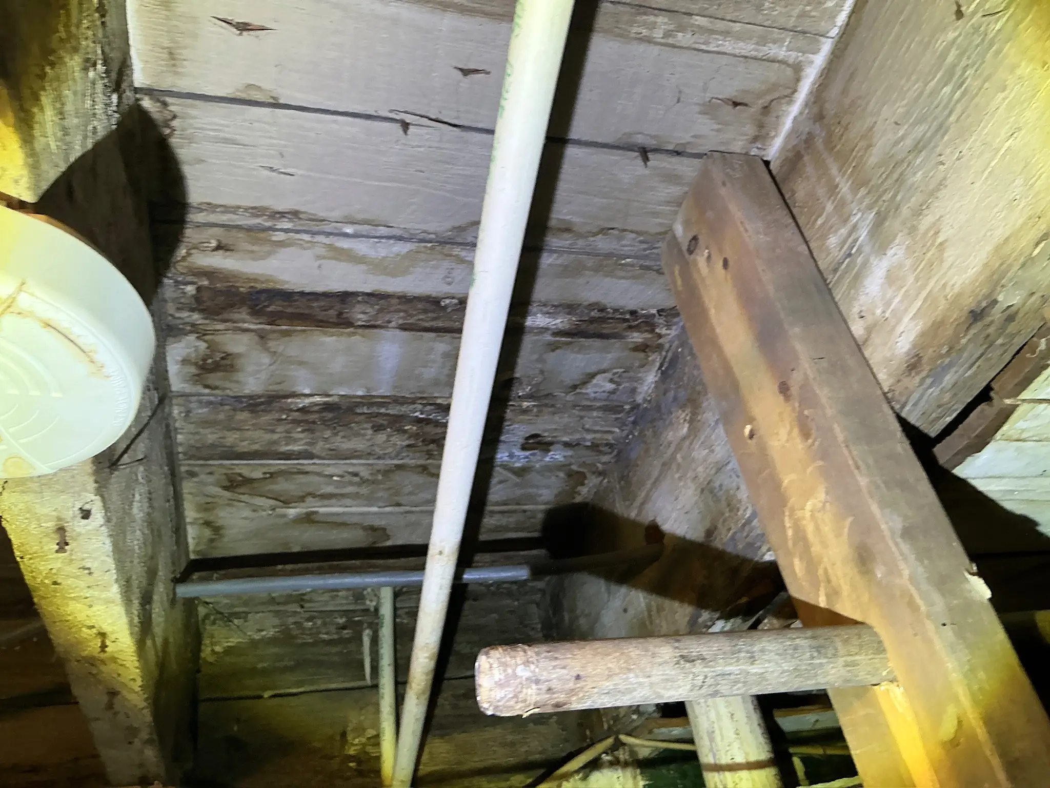 Mold inspection in Berea.