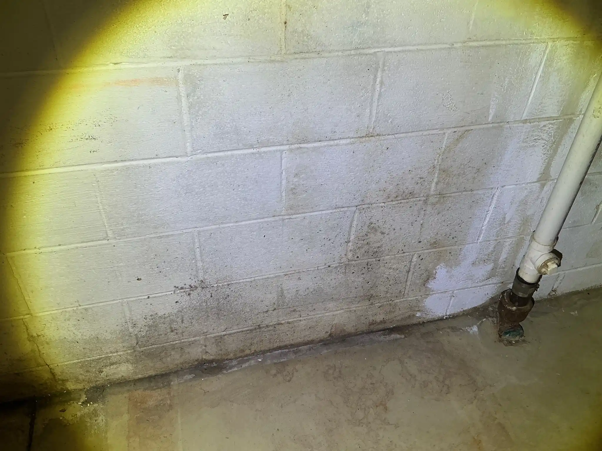 Our mold inspector found this surface mold in Berea.