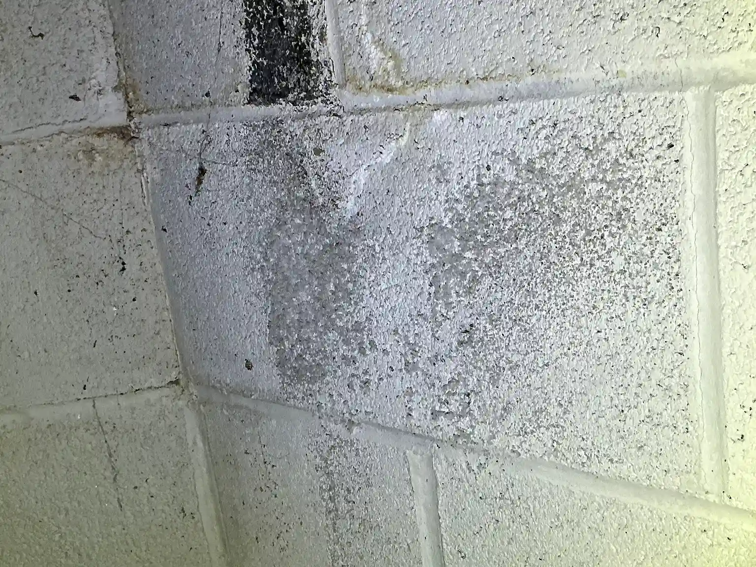 Mold found during a home inspection in Berea.