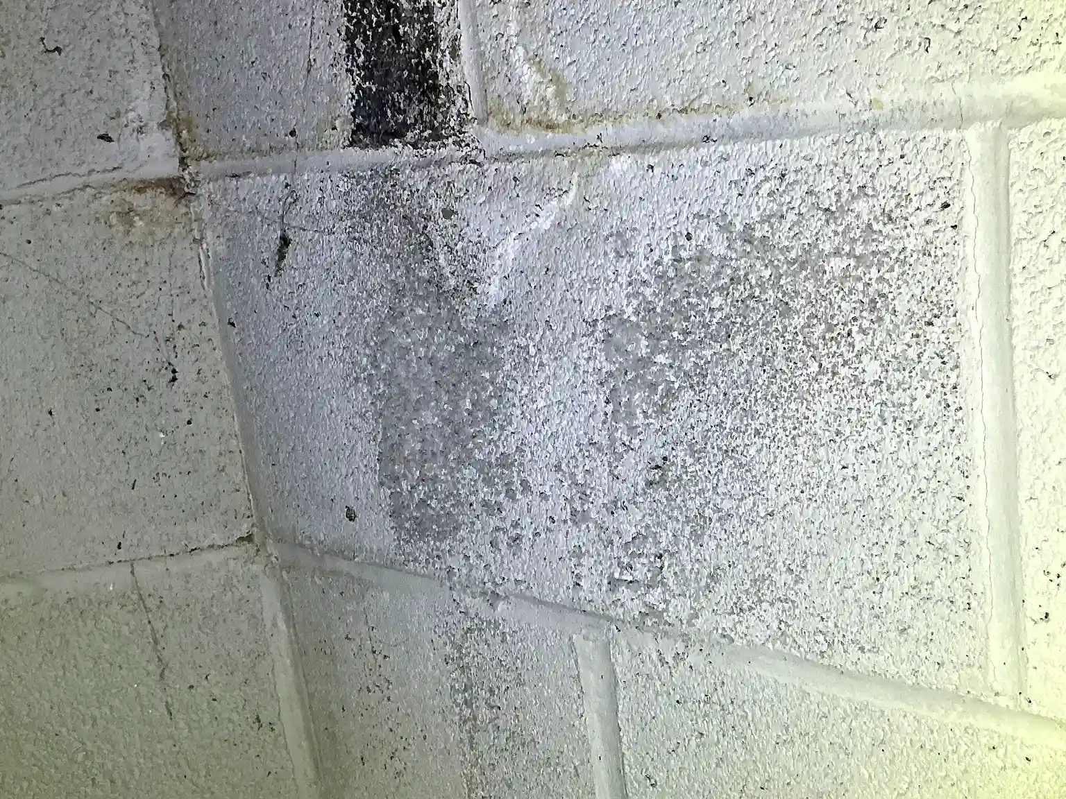 Look at what our mold inspector found in Boardman..