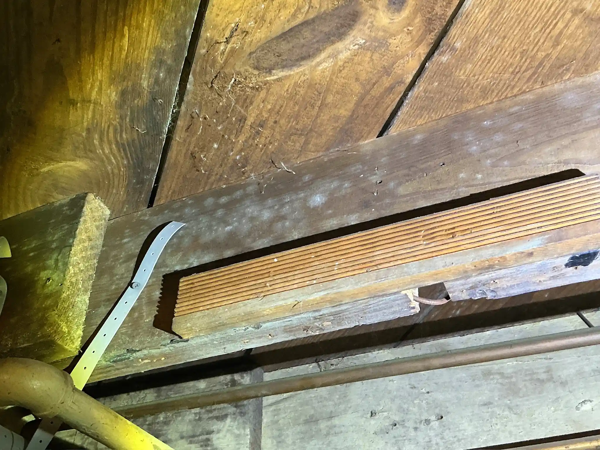 Our mold inspector found this surface mold in Bolindale.