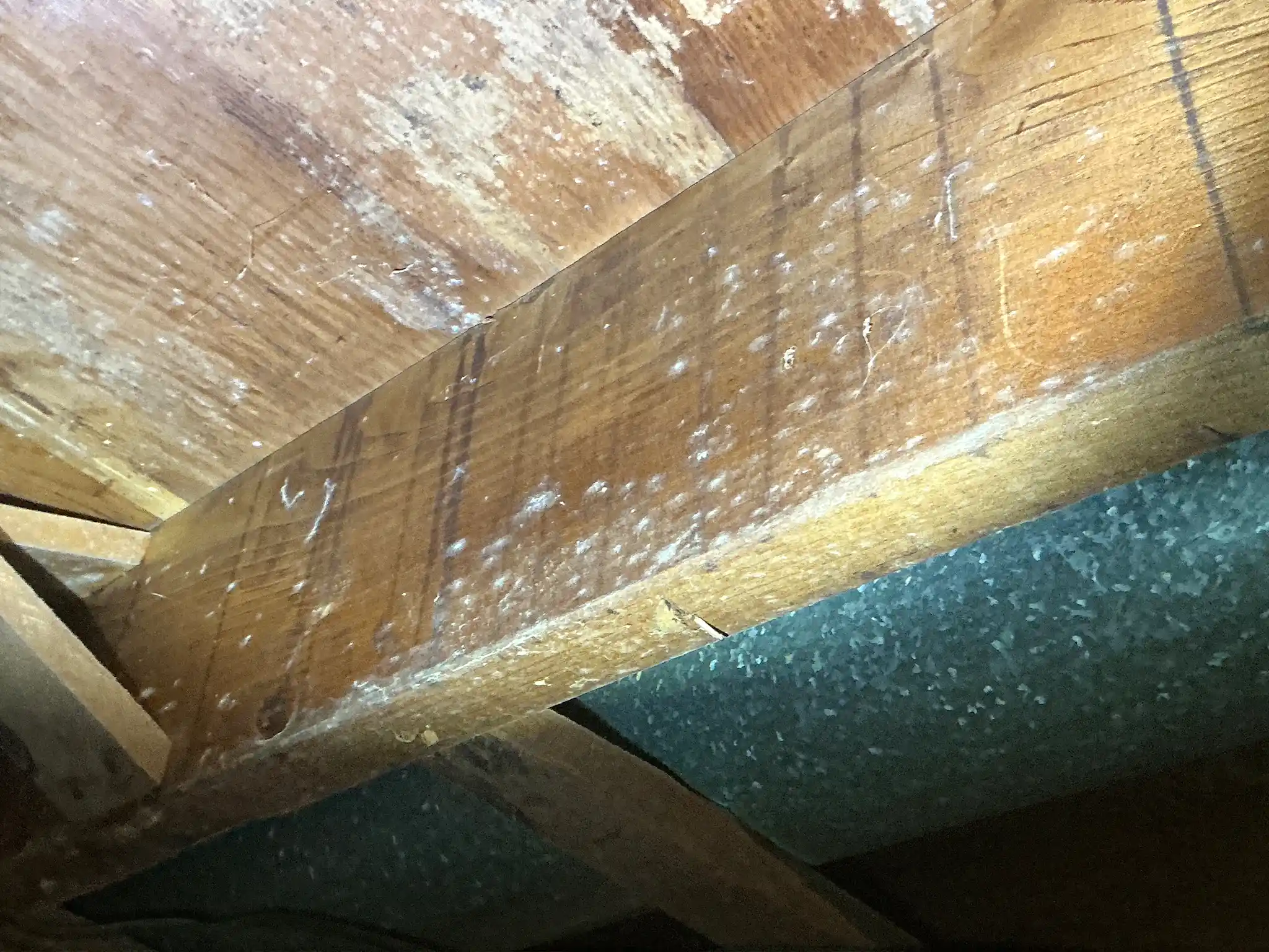 Look at what our mold inspector found in Braceville..