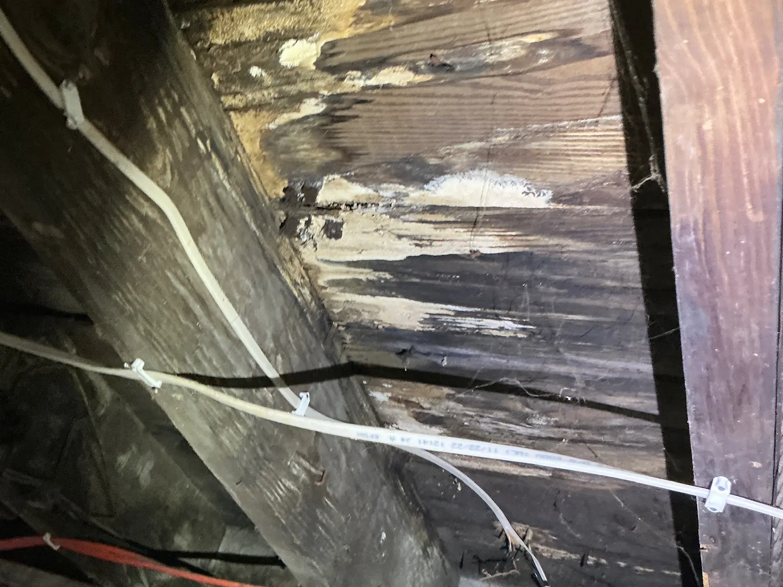 Our mold inspector found this surface mold in Brewster.