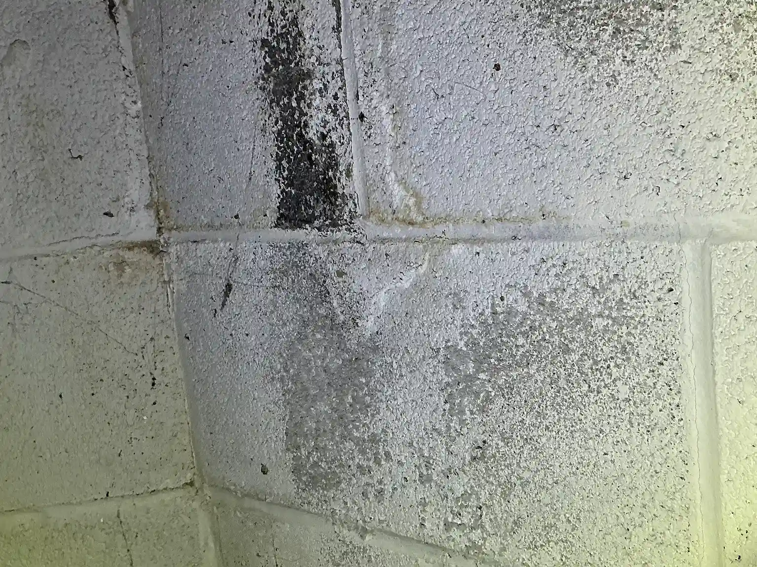 Mold found during a commercial mold inspection in Broadview Heights.