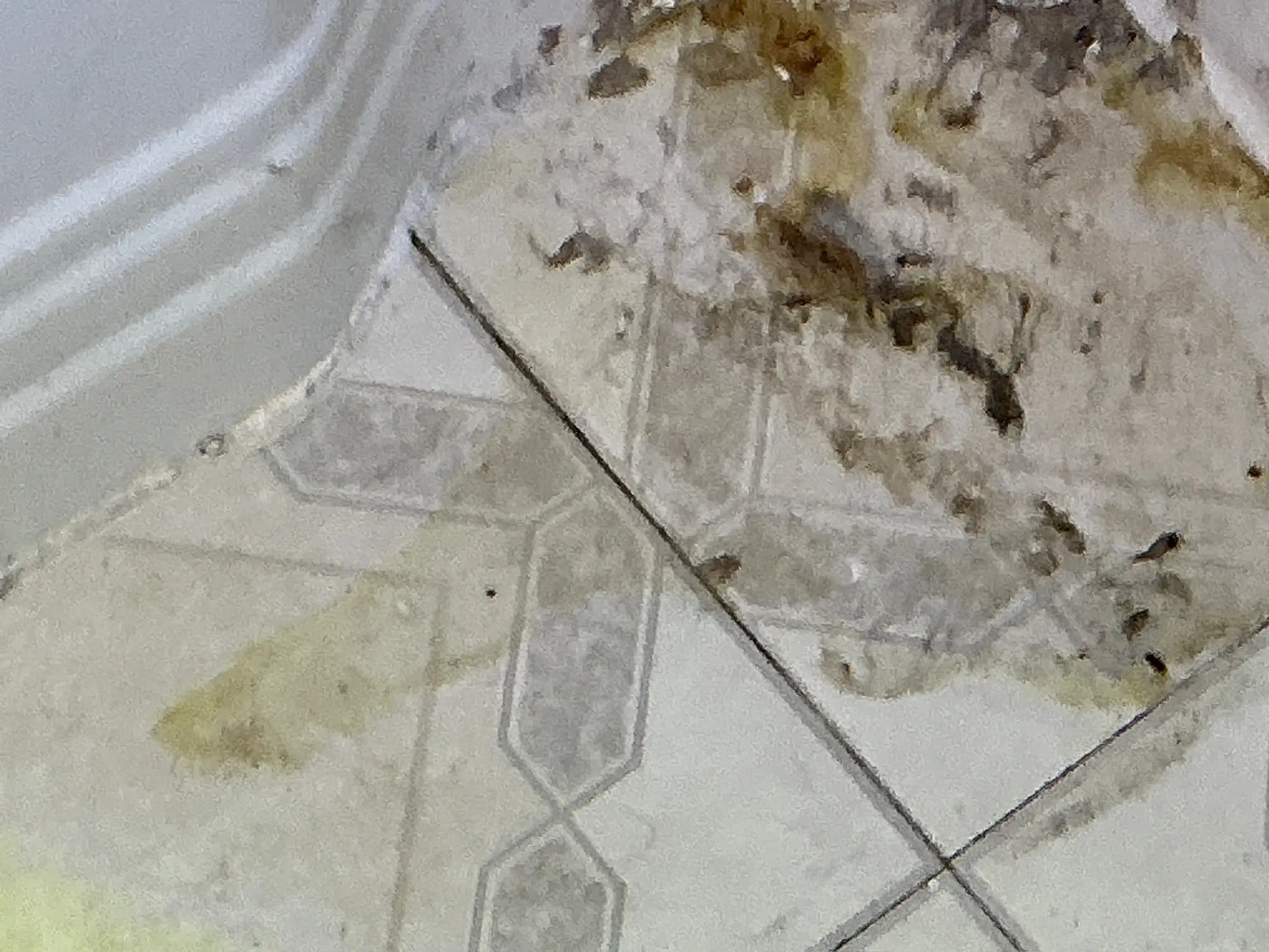 Mold found on a surface during an inspection in Brook Park.