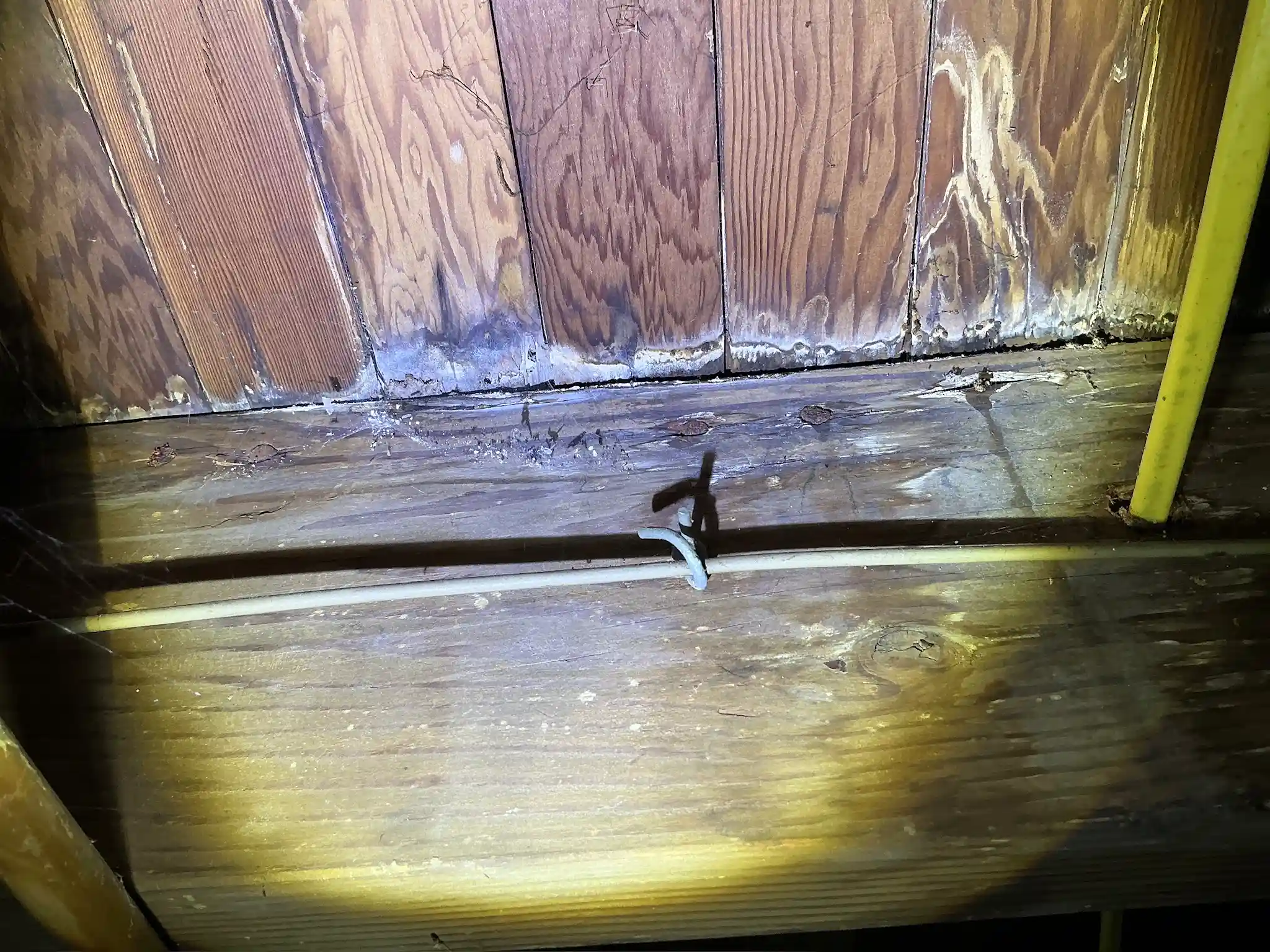 Mold found during a home inspection in Brookfield.