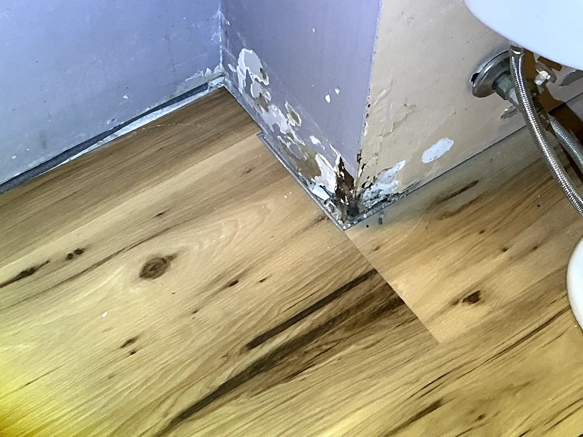 Mold found during a home inspection in Brooklyn.