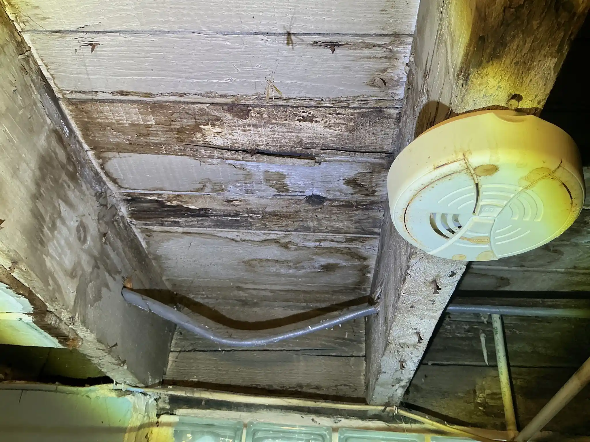 Mold found on a surface during an inspection in Brunswick.