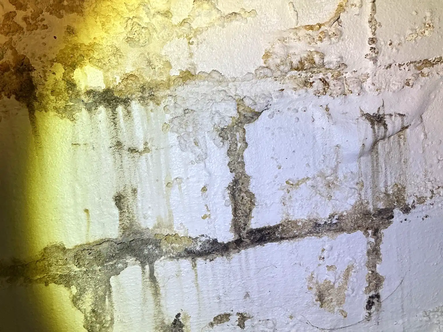 Mold inspection in Cambridge.
