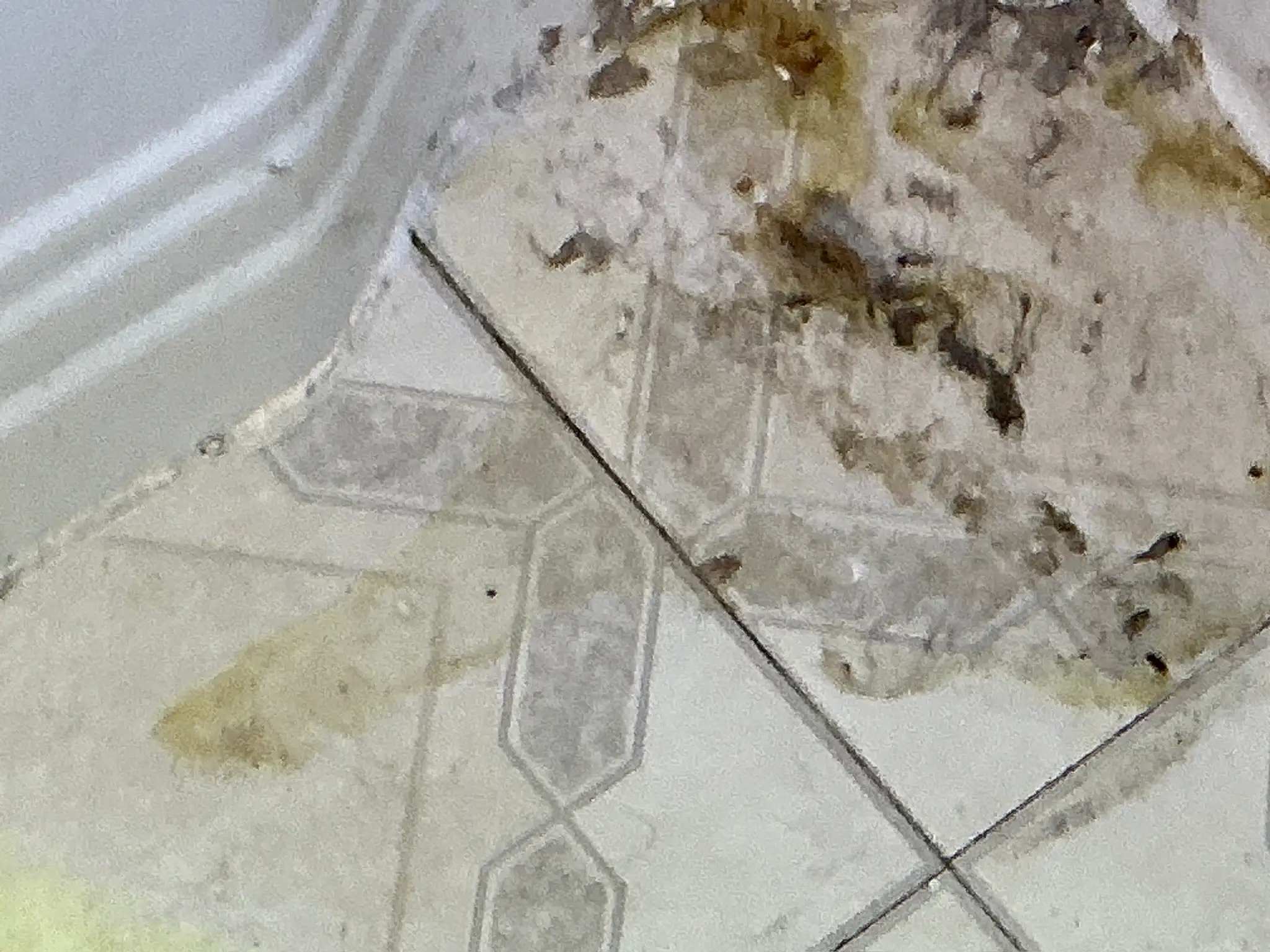 Look at what our mold inspector found in Campbell..