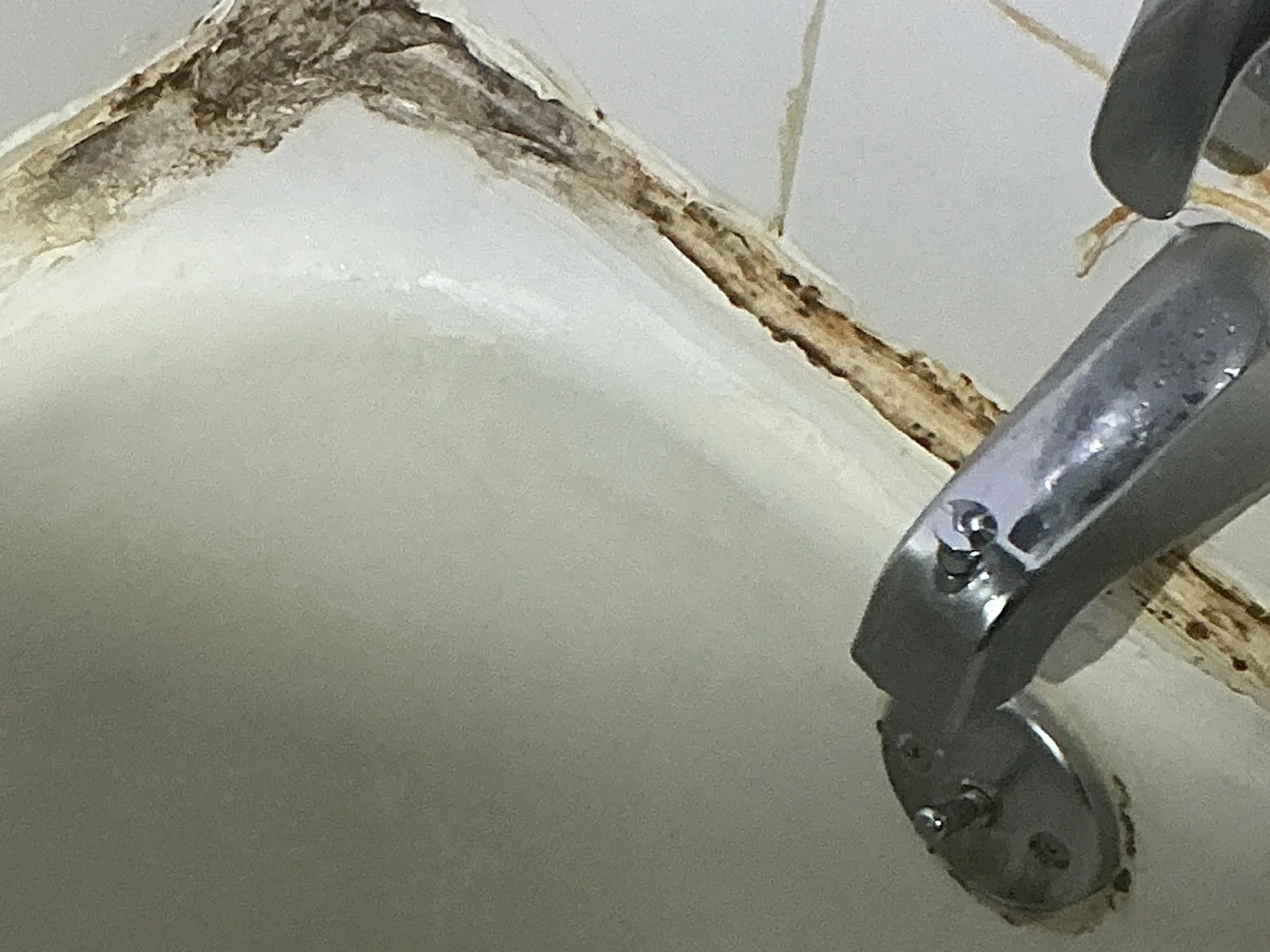 Our mold inspector found this surface mold in Campbell.