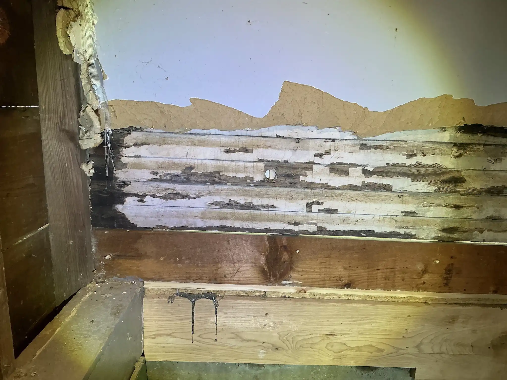 Mold found during a commercial mold inspection in Campbell.