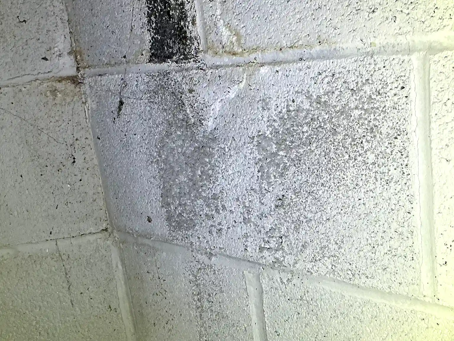 Our mold inspector found this surface mold in Canfield.