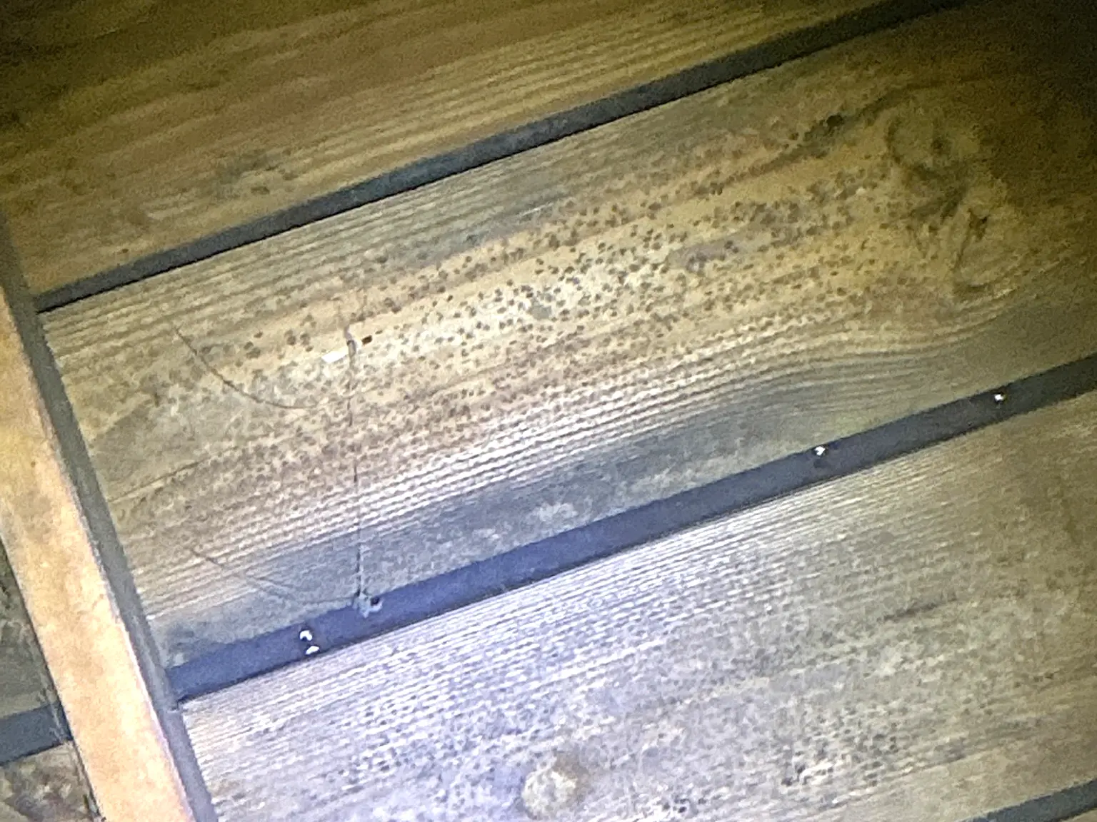 Mold found during a home inspection in Canfield.