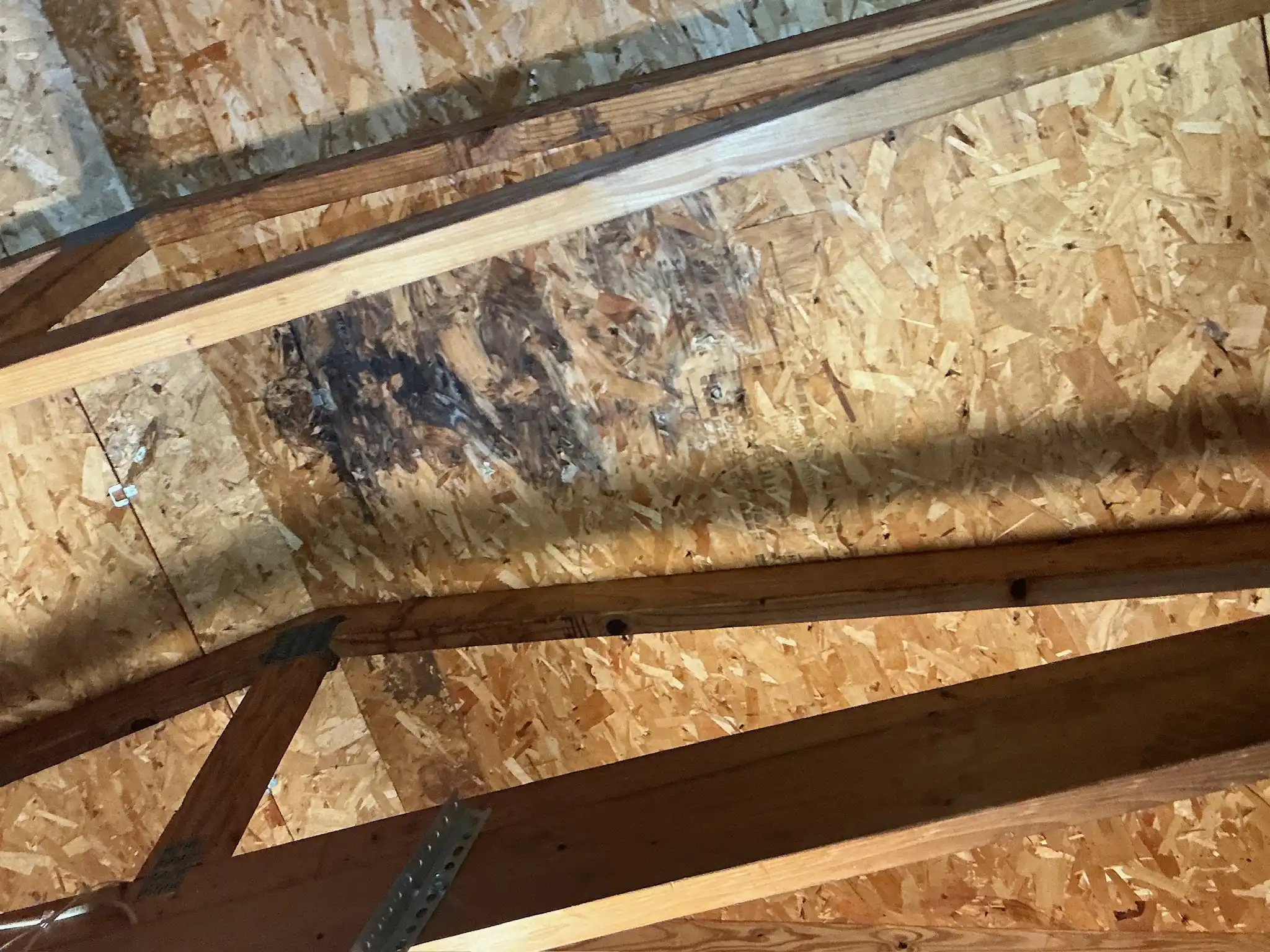 Mold inspection in Canton.