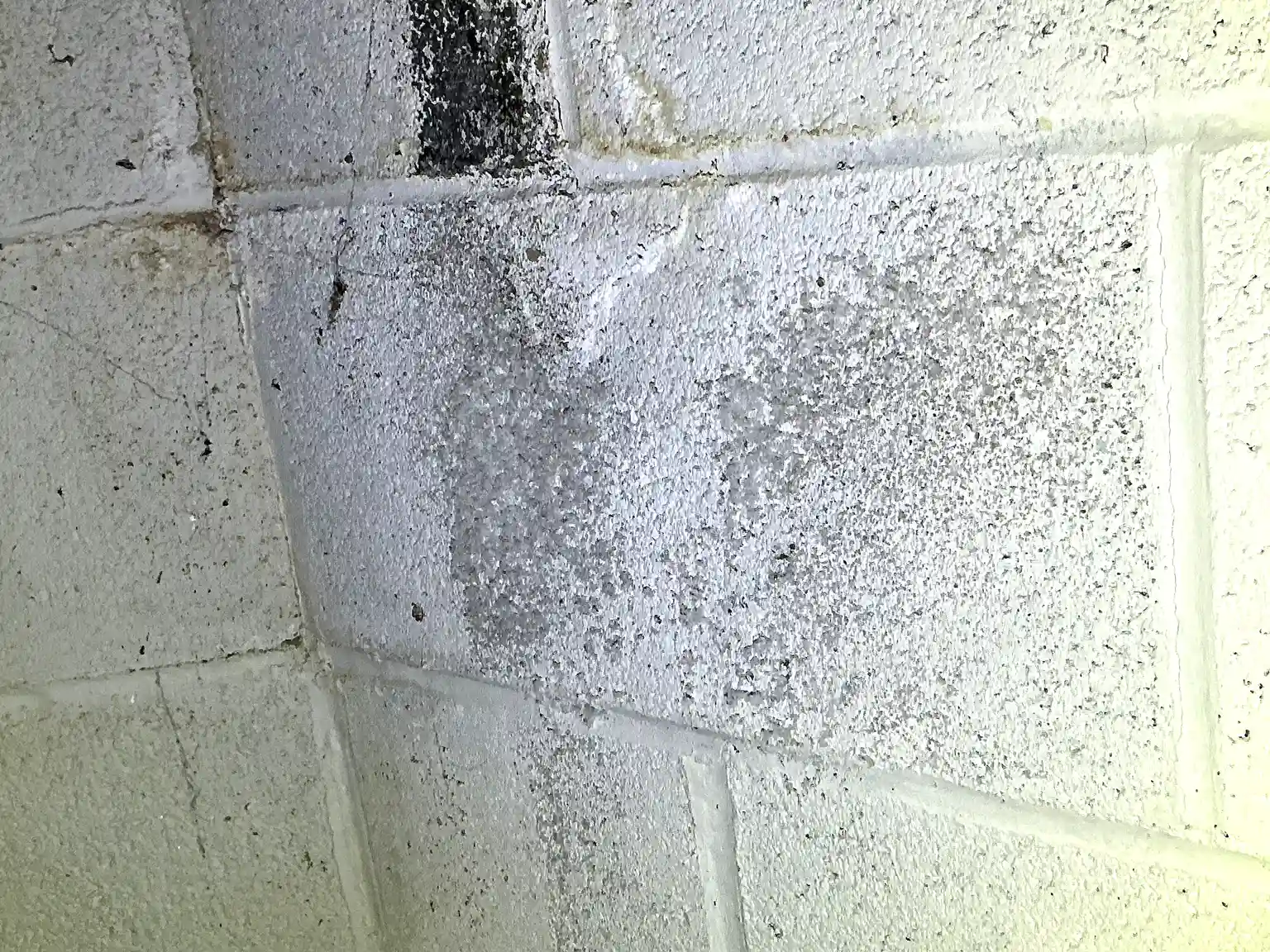 Our mold inspector found this surface mold in Canton.