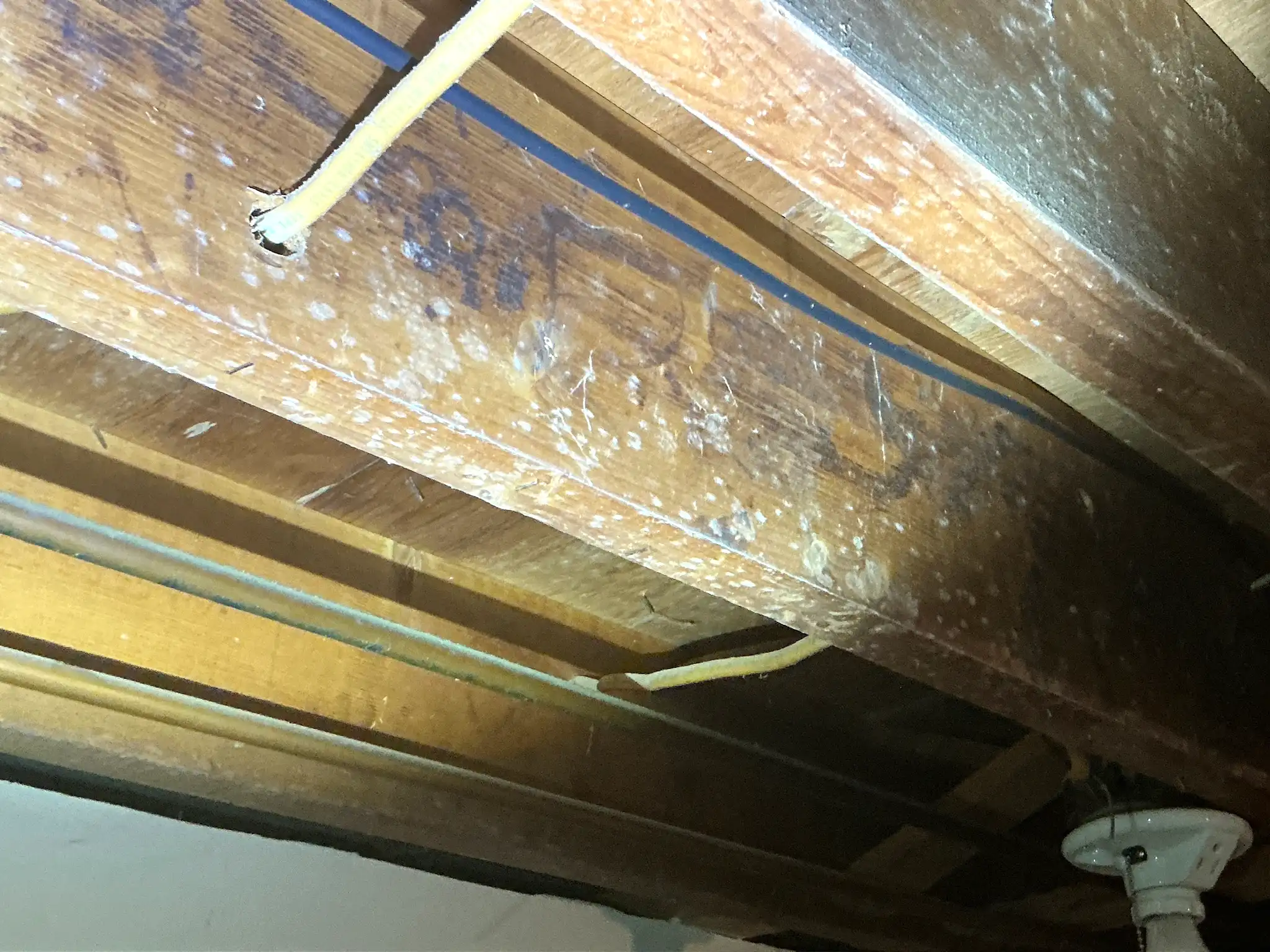 Mold found during a home inspection in Canton.