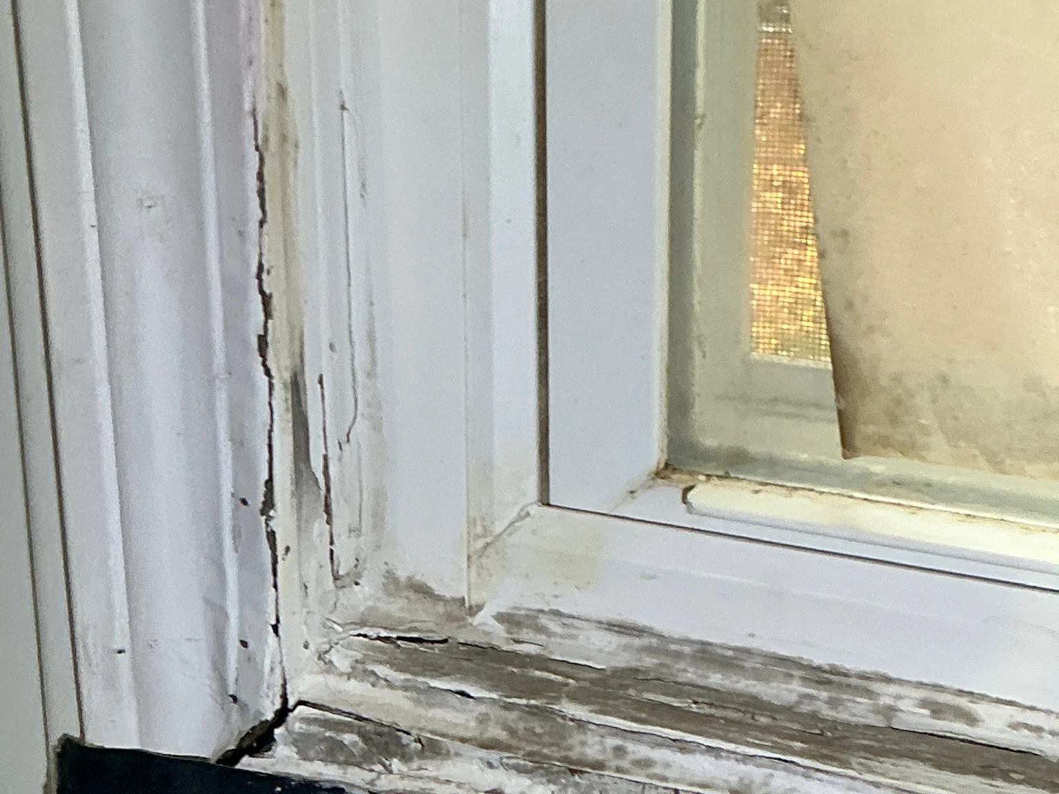 Our mold inspector found this surface mold in Chagrin Falls.