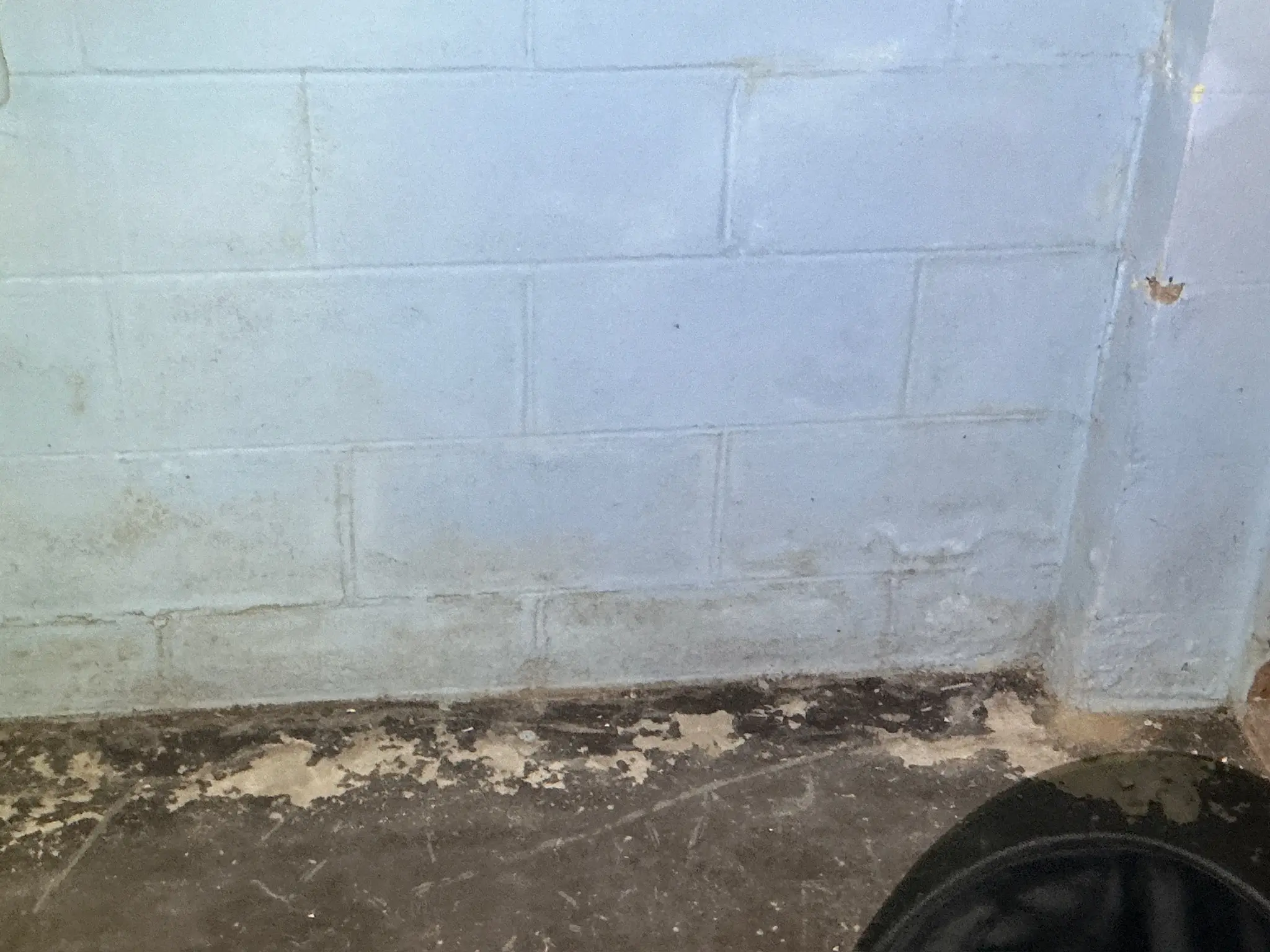 Mold found during a commercial mold inspection in Champion.