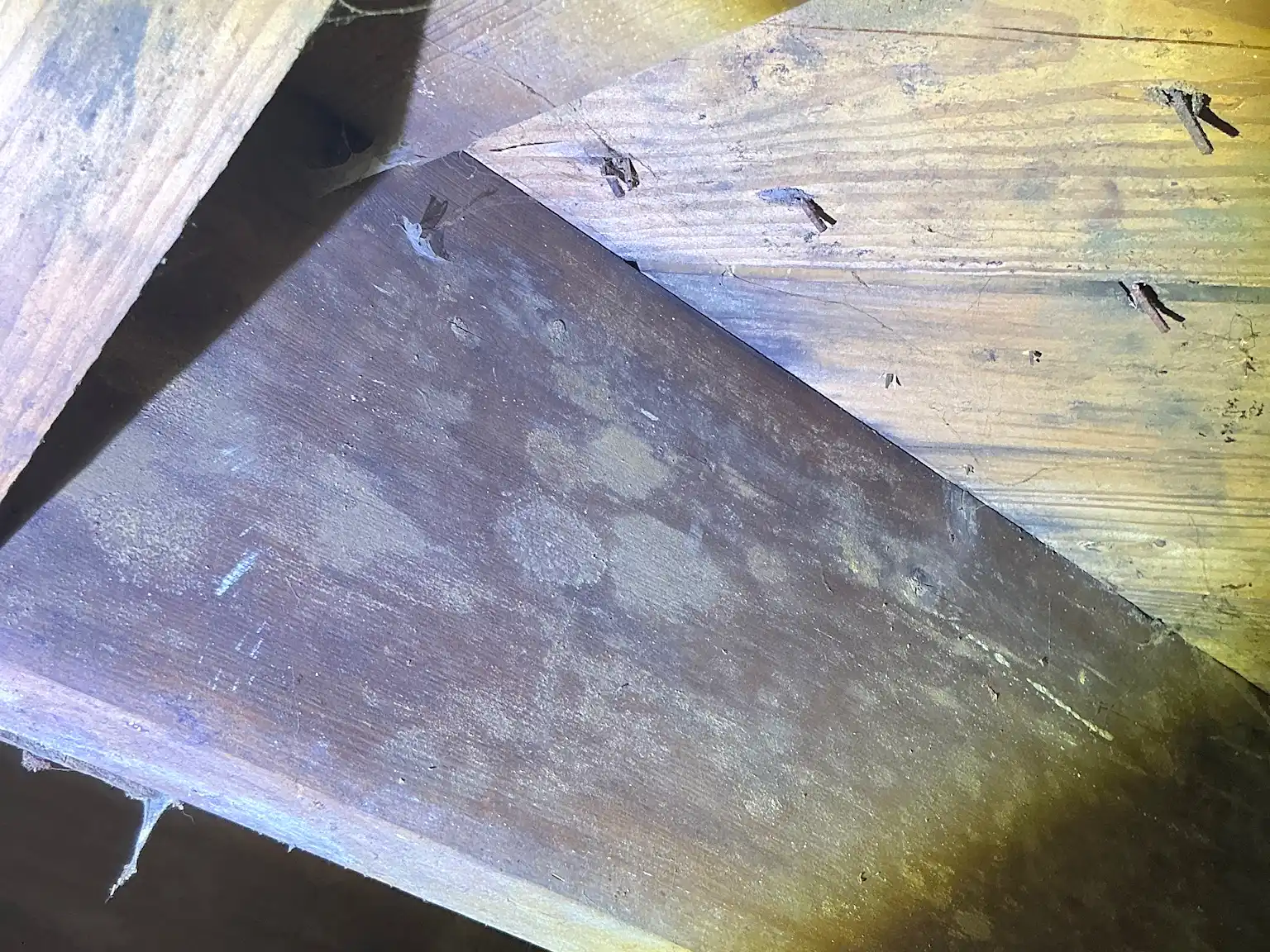 Look at what our mold inspector found in Cleveland Heights..