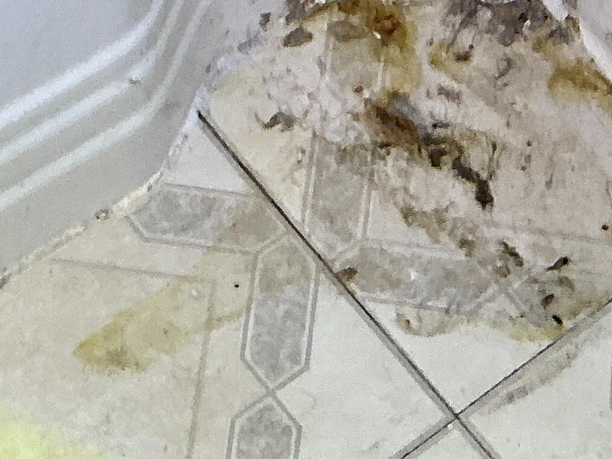 Mold found during a home inspection in Cleveland Heights.