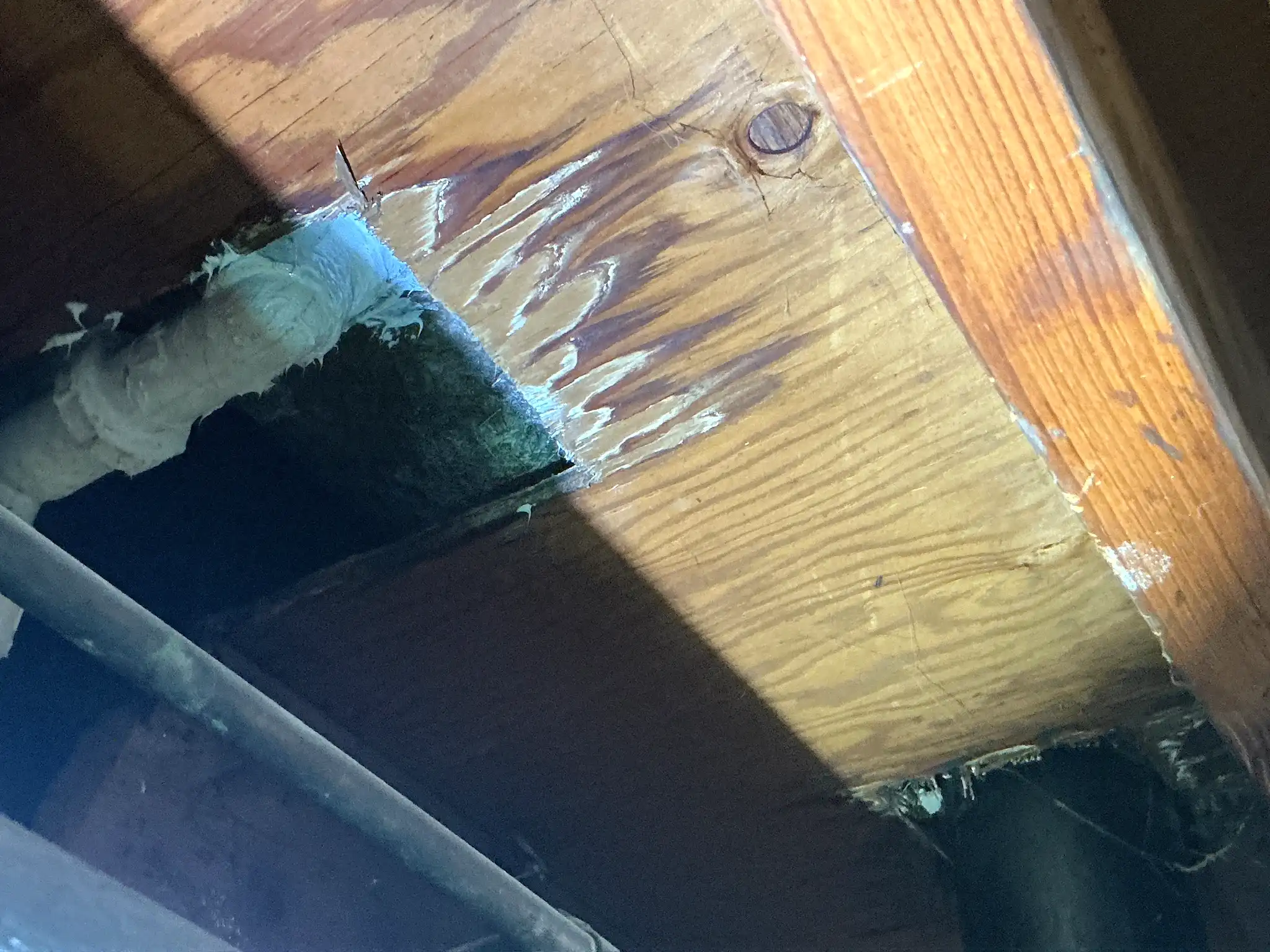 Mold found on a surface during an inspection in Cleveland.