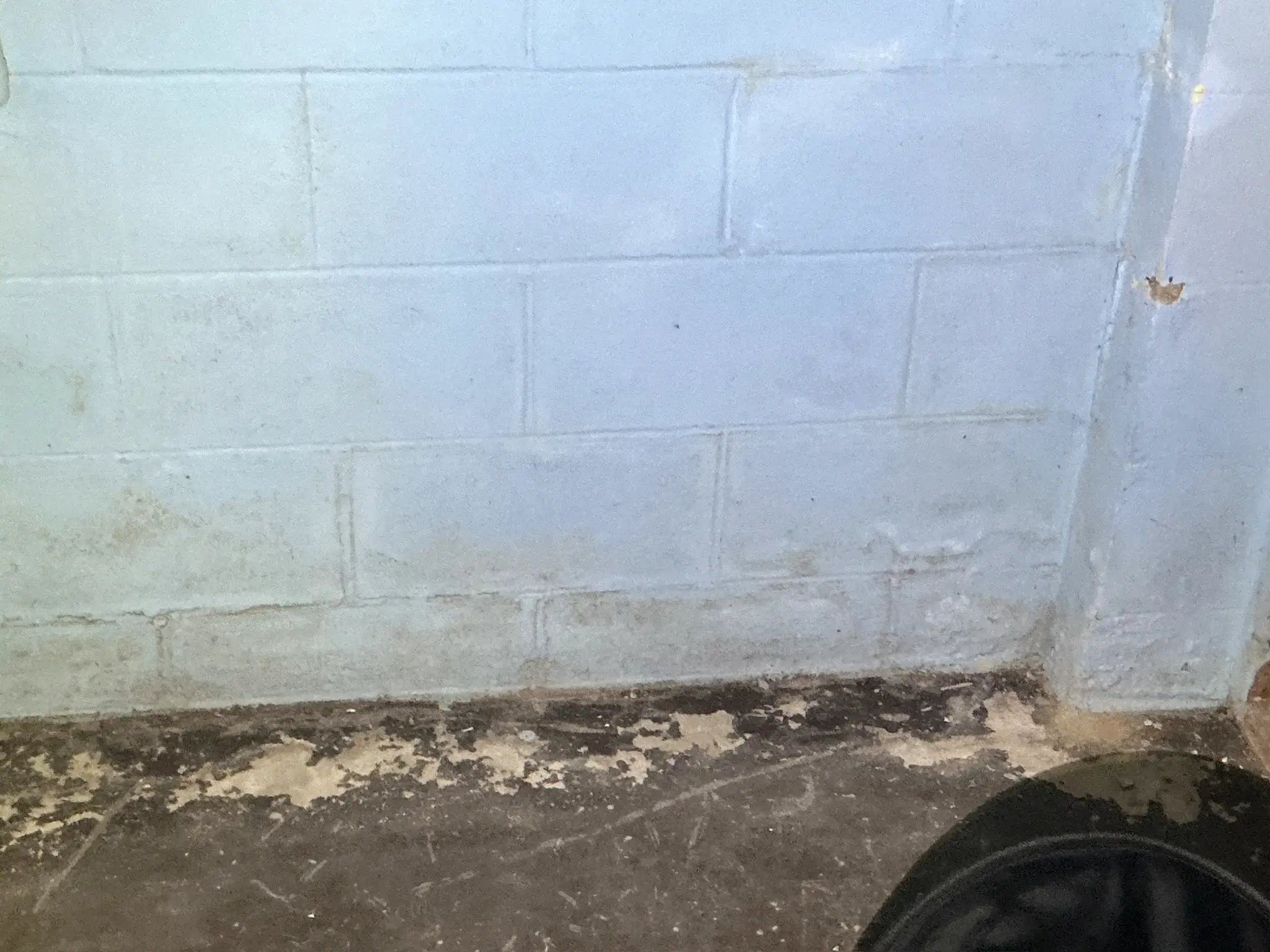 Mold found during a home inspection in Cleveland.