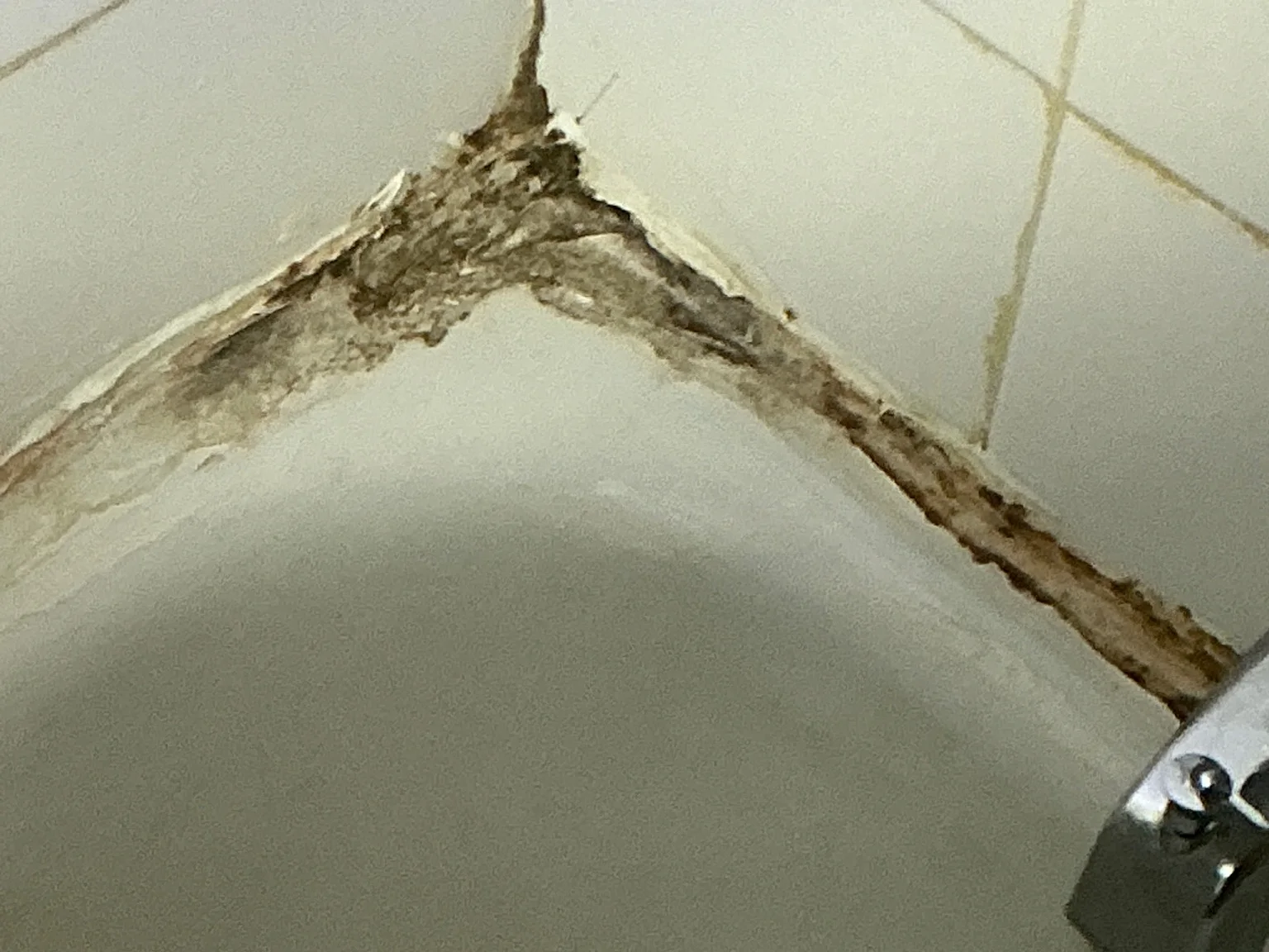 Our mold inspector found this surface mold in Copley.
