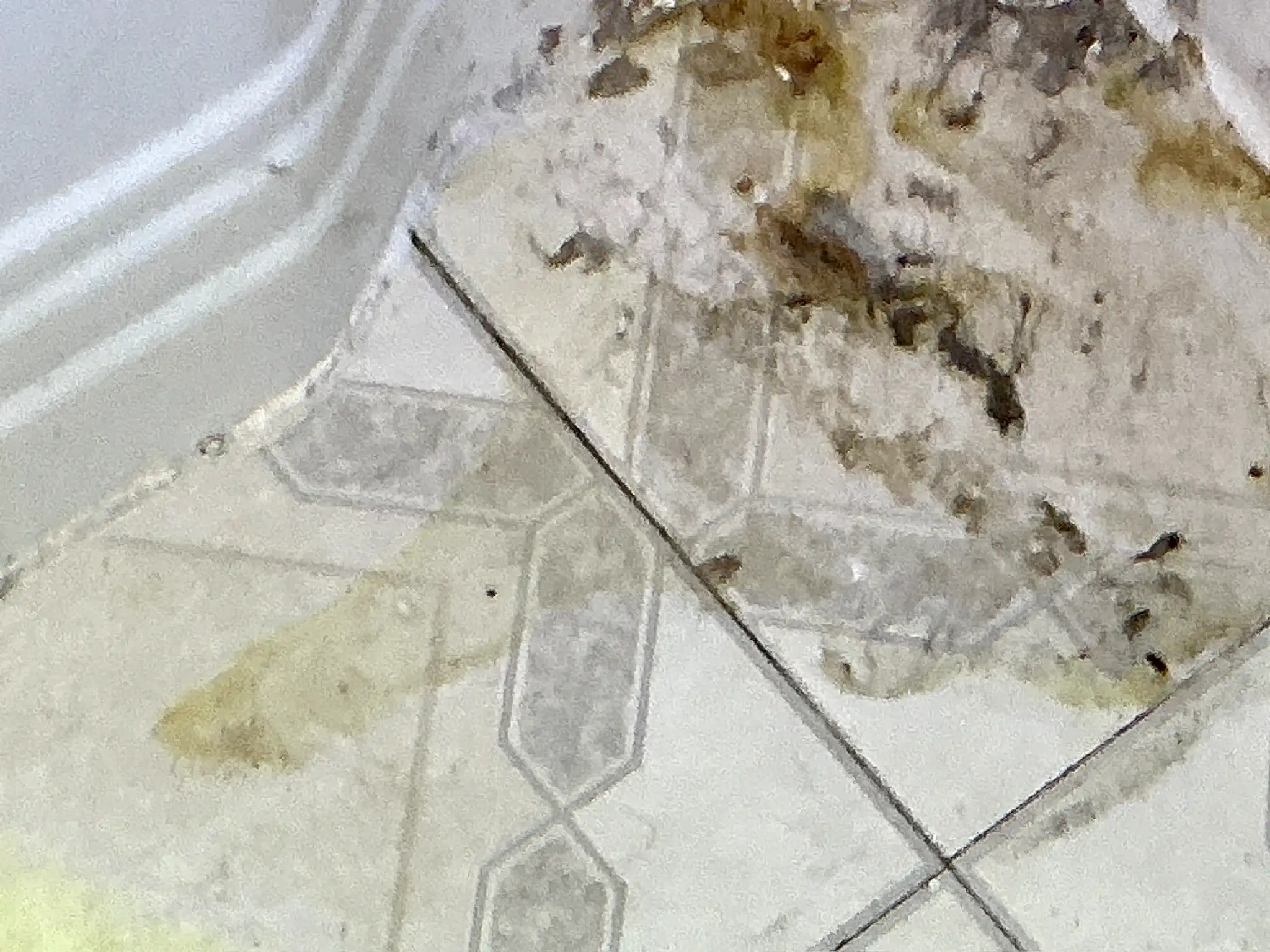 Look at what our mold inspector found in Cortland..