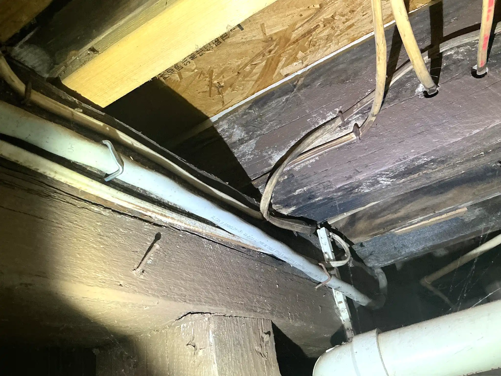Our mold inspector found this surface mold in Cortland.