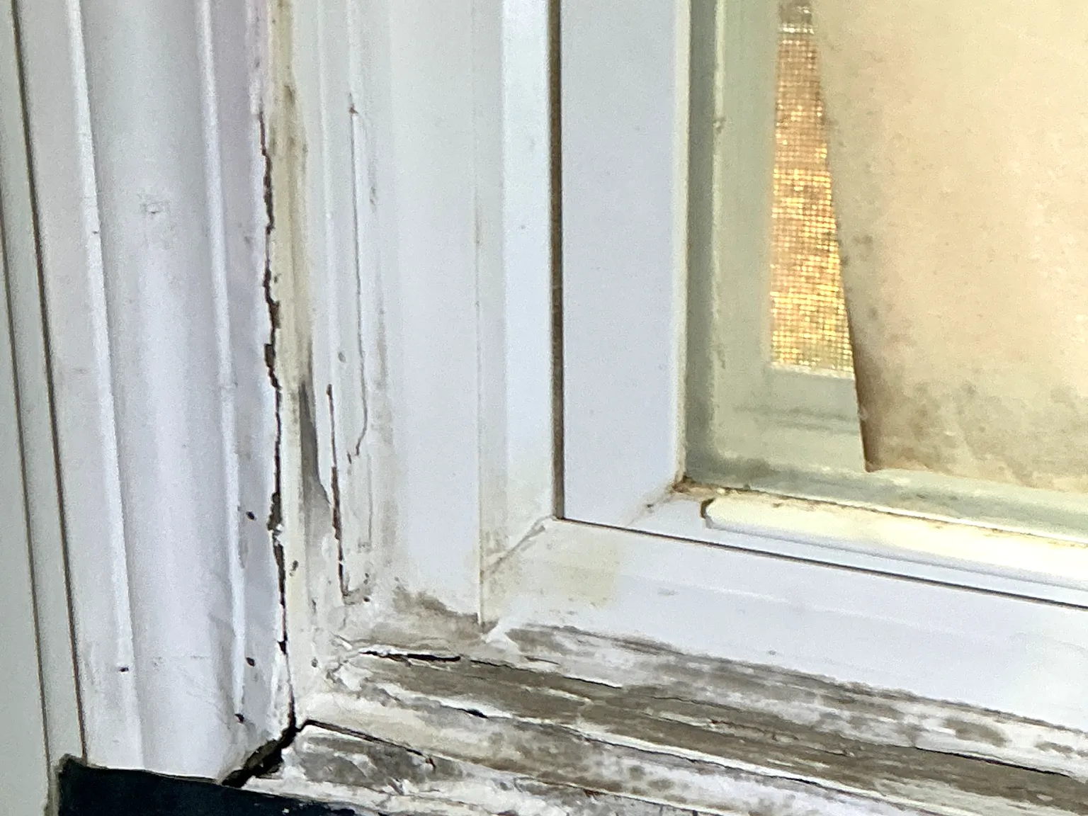 Mold found during a commercial mold inspection in Cortland.