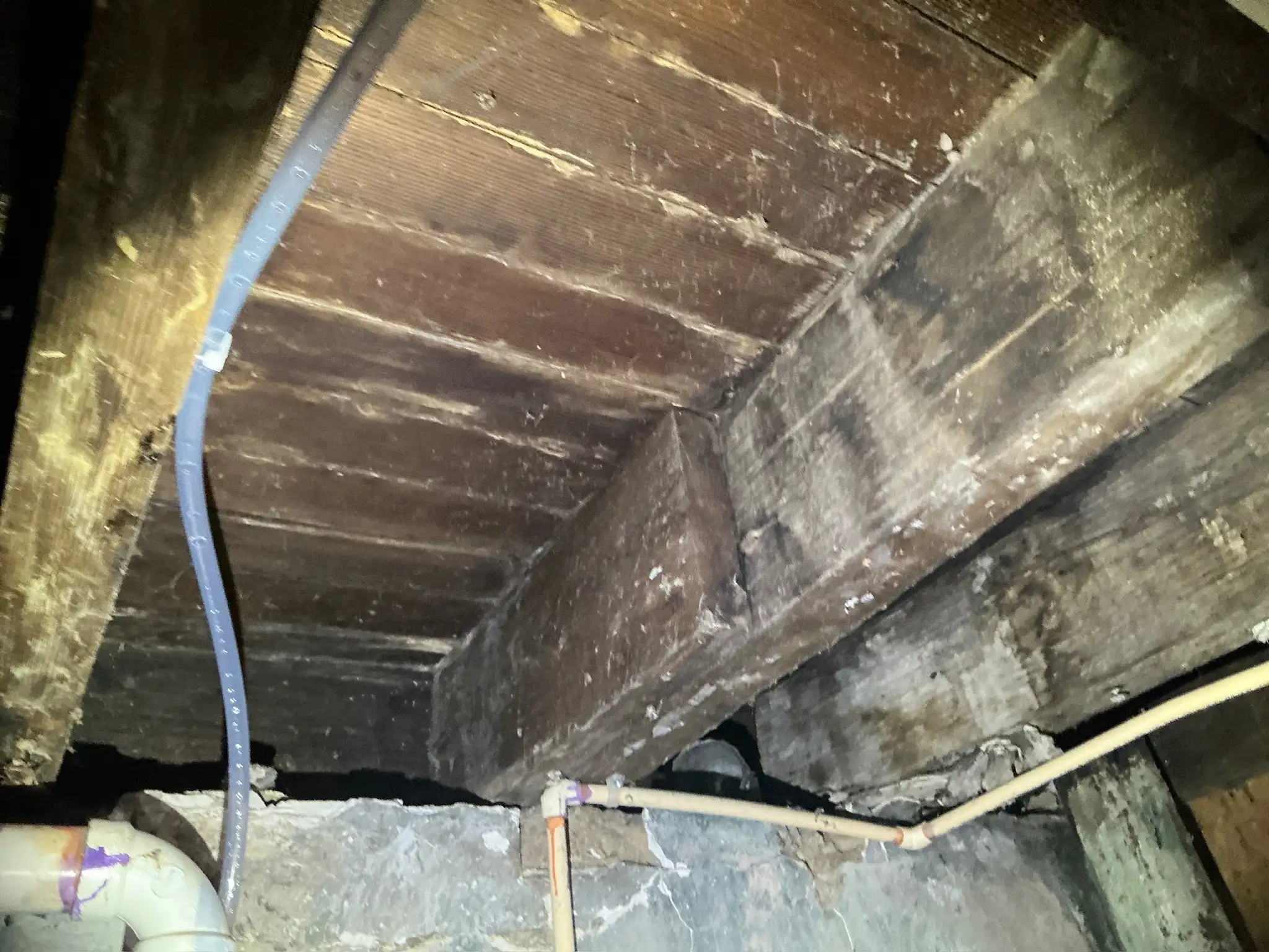 Mold found on a surface during an inspection in Detroit Shoreway.