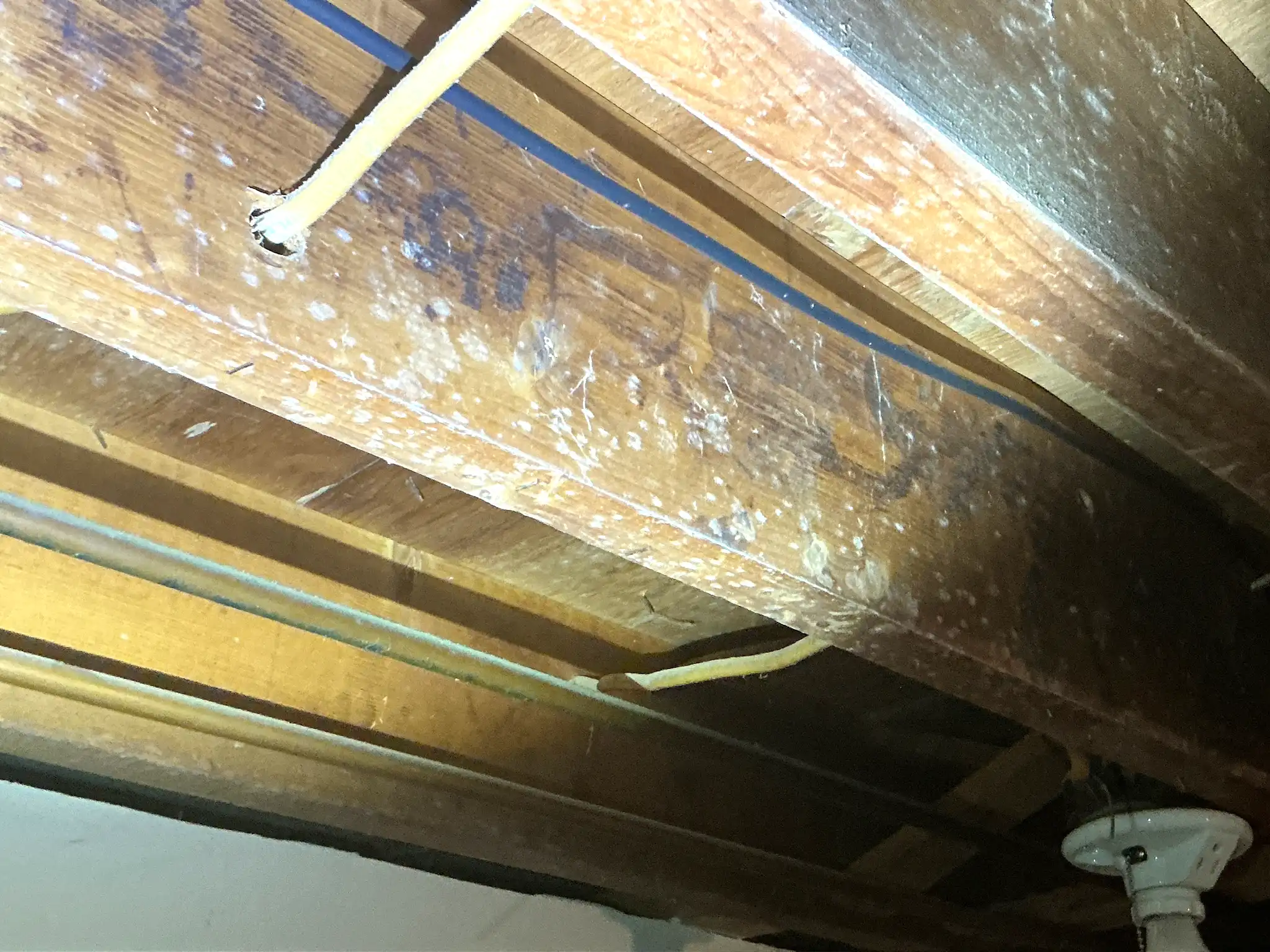 Our mold inspector found this surface mold in Detroit Shoreway.