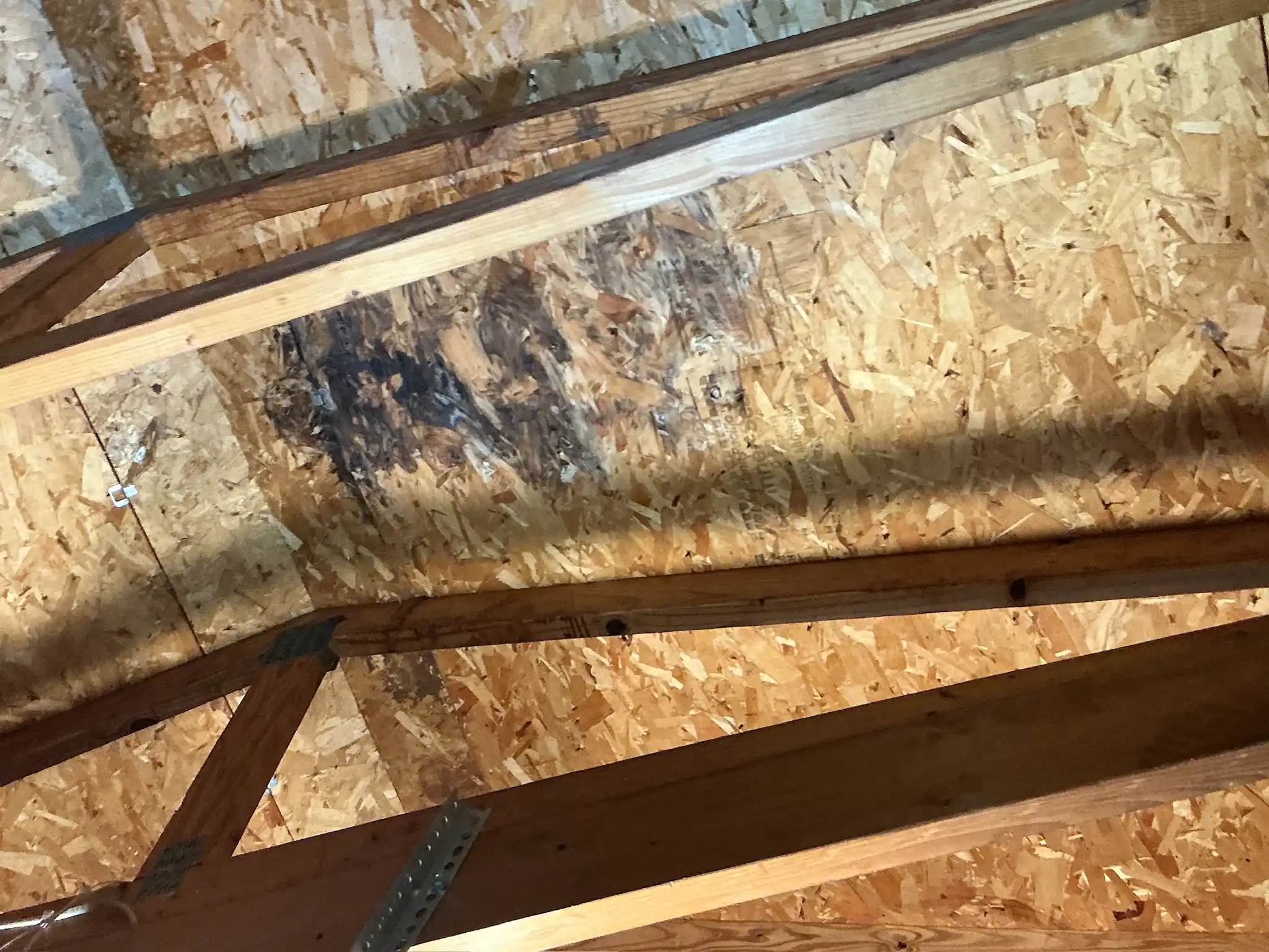 Mold found on a surface during an inspection in East Cleveland.