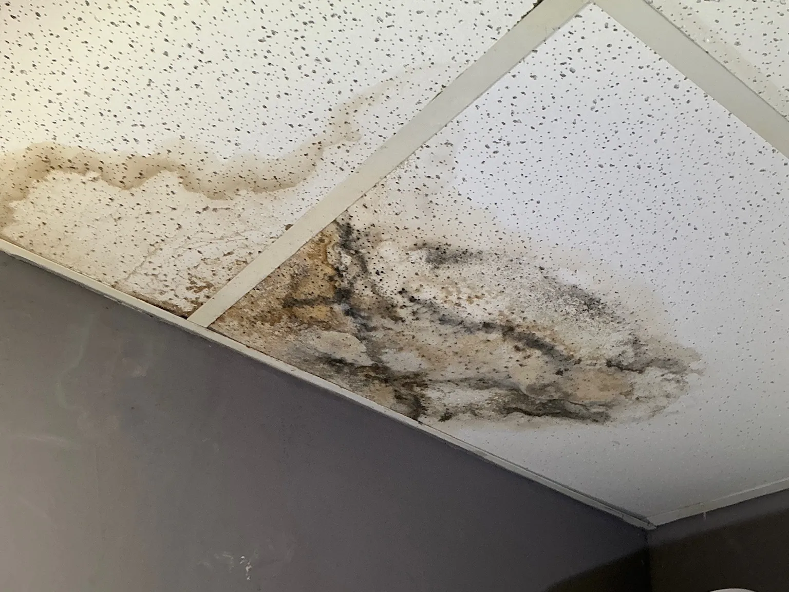 Look at what our mold inspector found in Eastlake..
