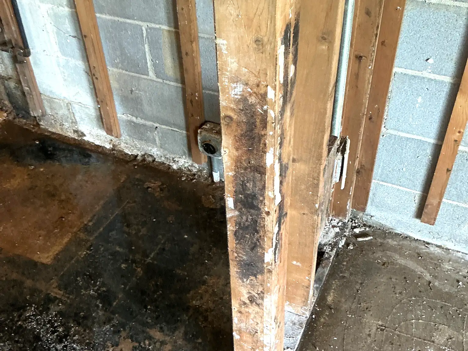Mold inspection in Edgewood.