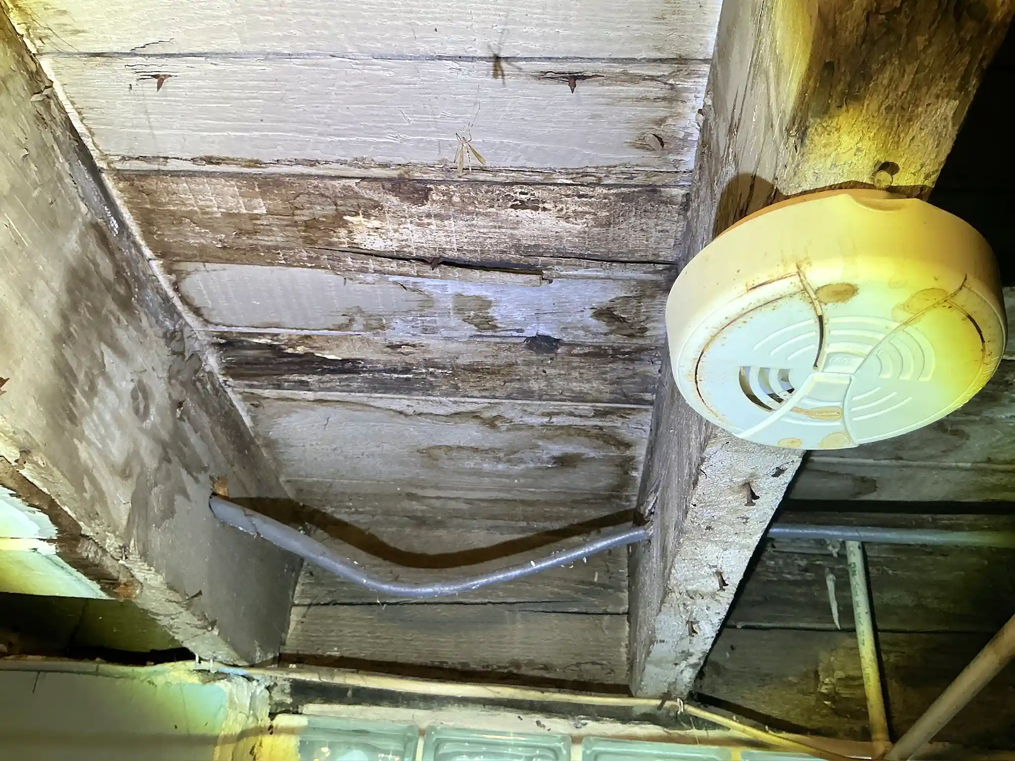 Our mold inspector found this surface mold in Edgewood.