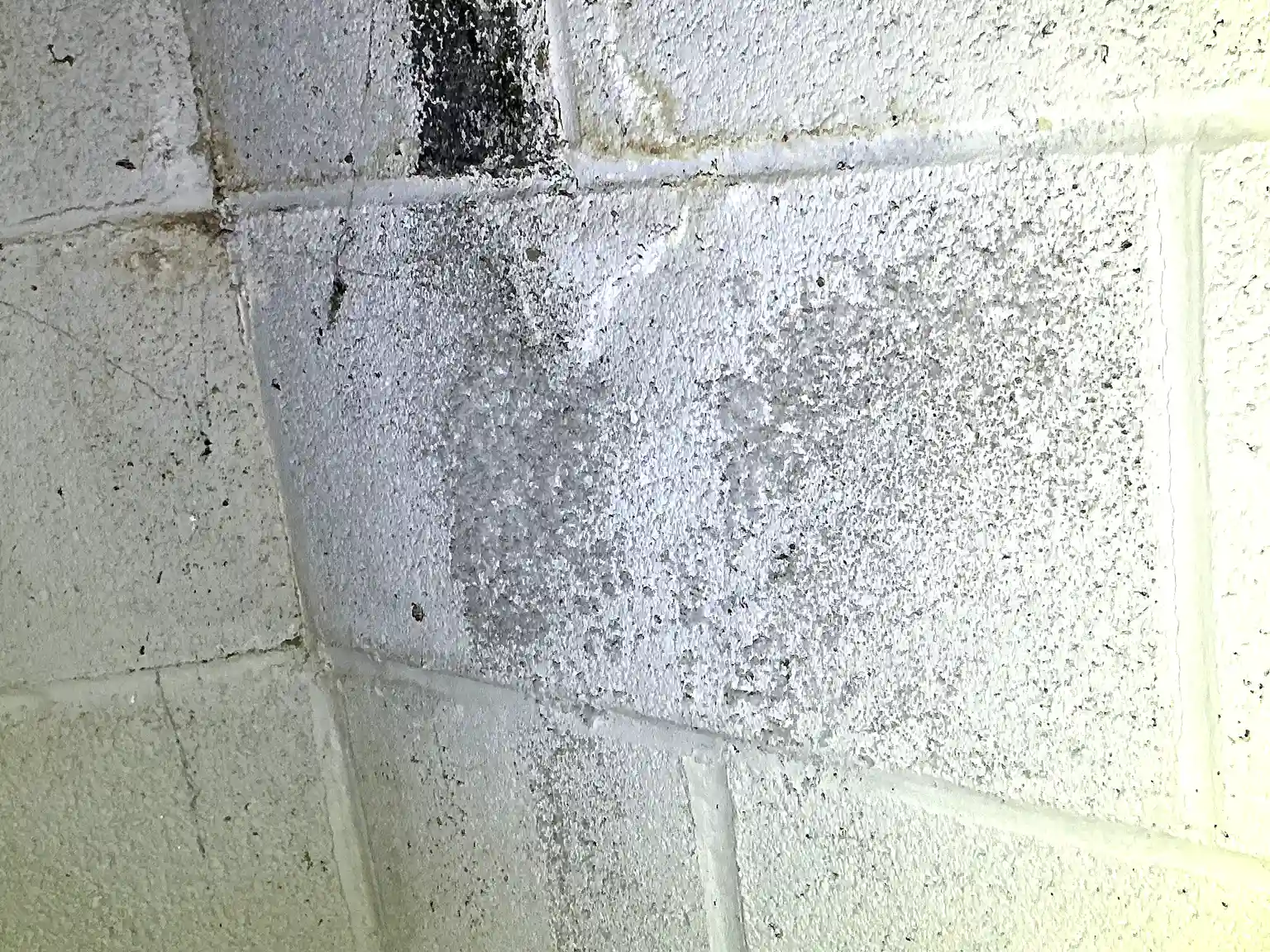 Mold found during a home inspection in Edgewood.