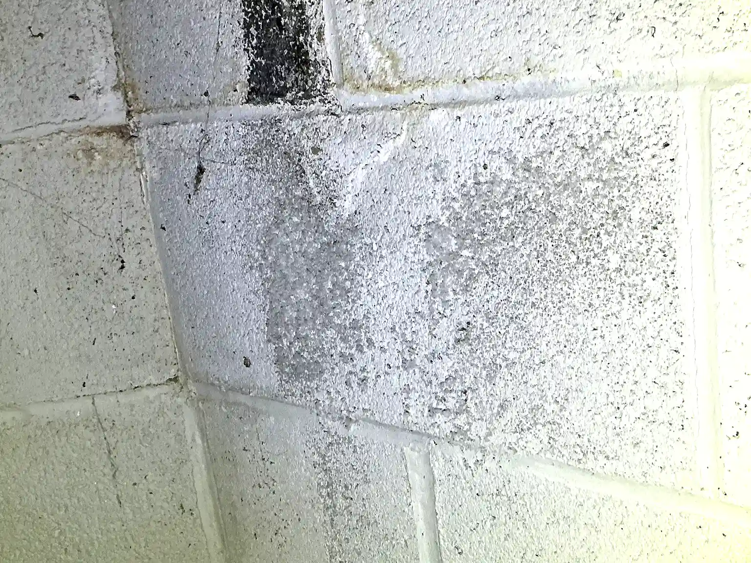 Mold found during a commercial mold inspection in Edgewood.